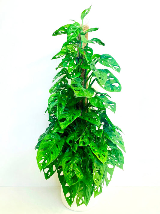 Monstera Monkey Mask on Pole 18CM - Urban Lush NZ