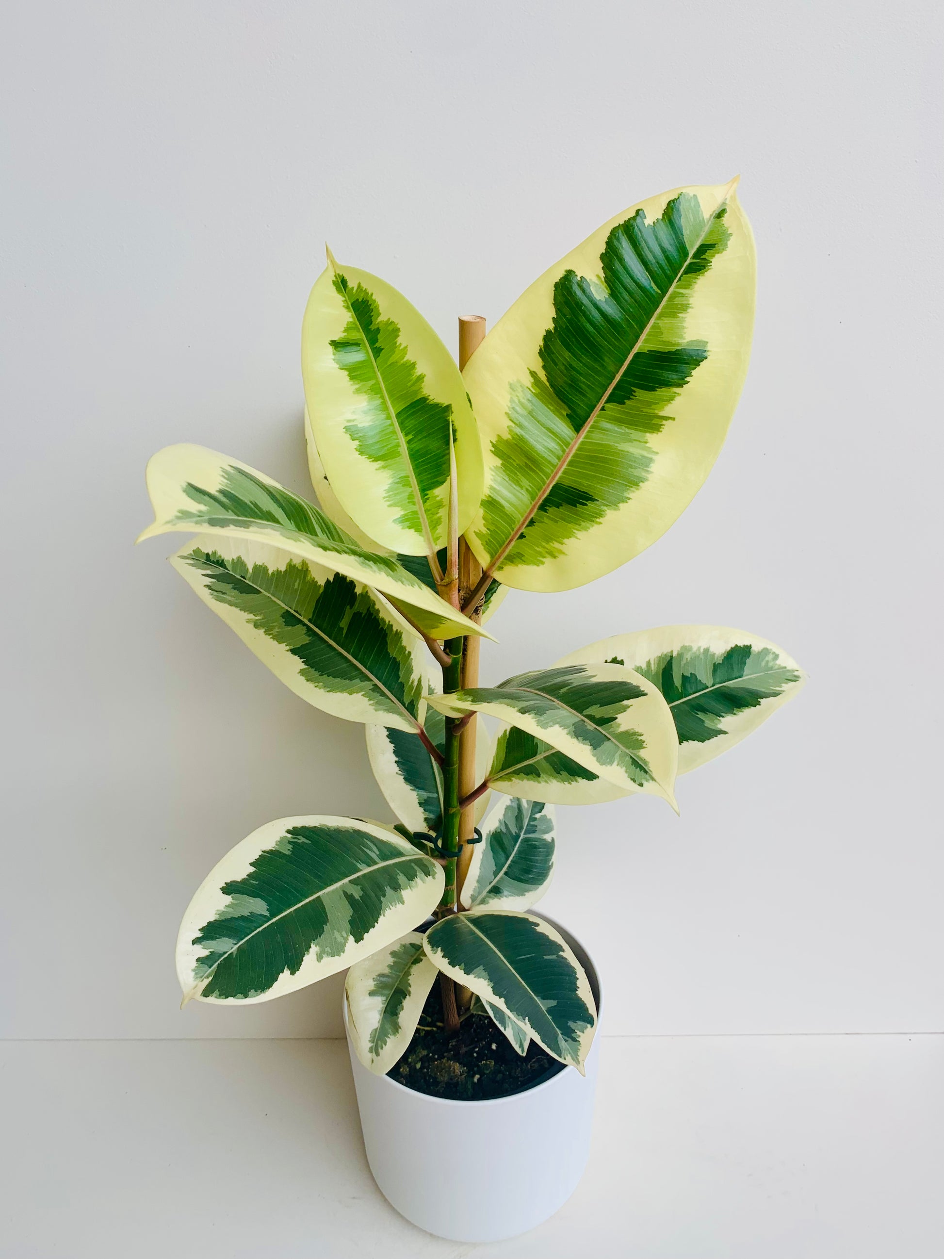 Ficus Elastica Tineke 17cm - Urban Lush NZ
