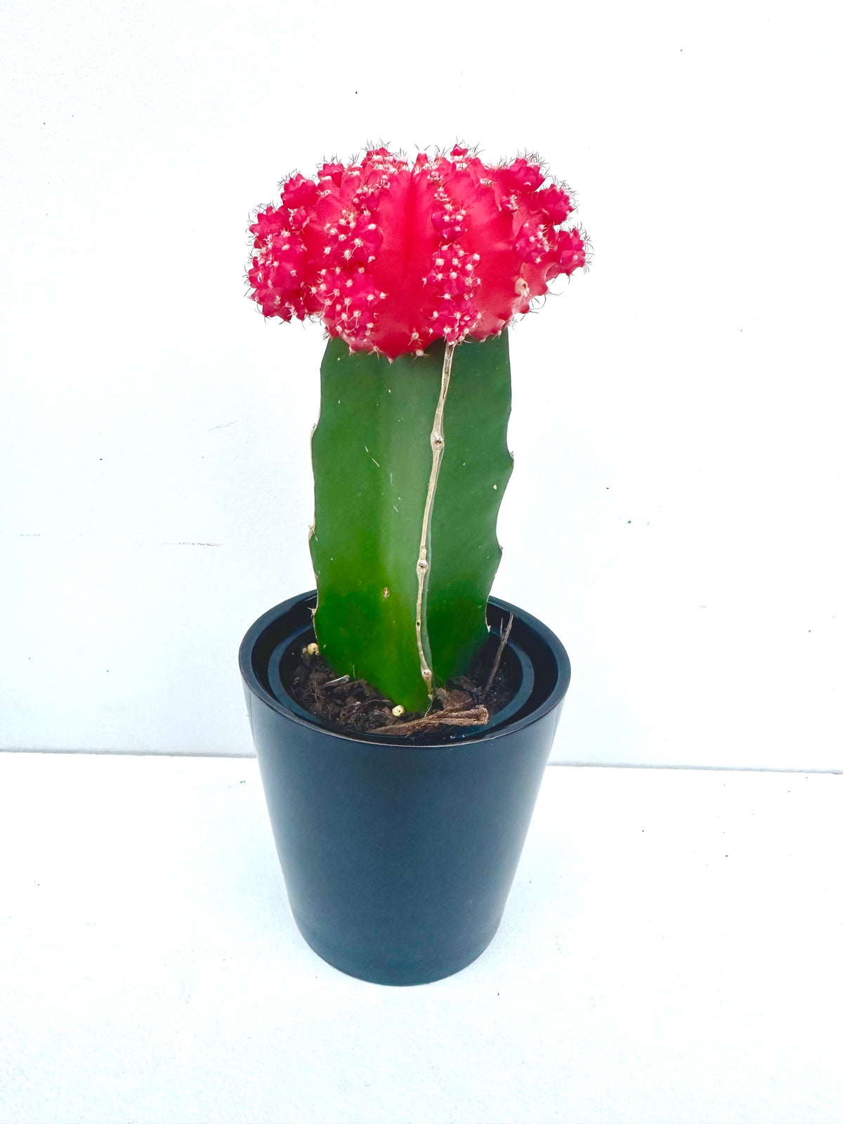 Grafted Cactus in Ceramics