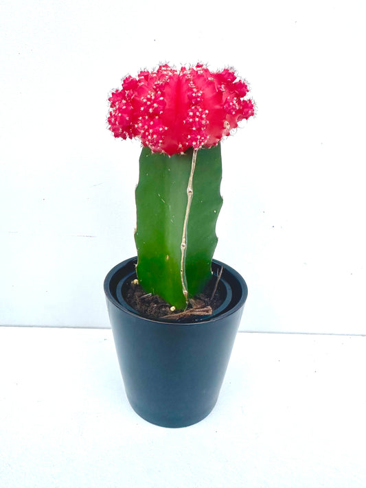 Grafted Cactus in Ceramics - Urban Lush NZ