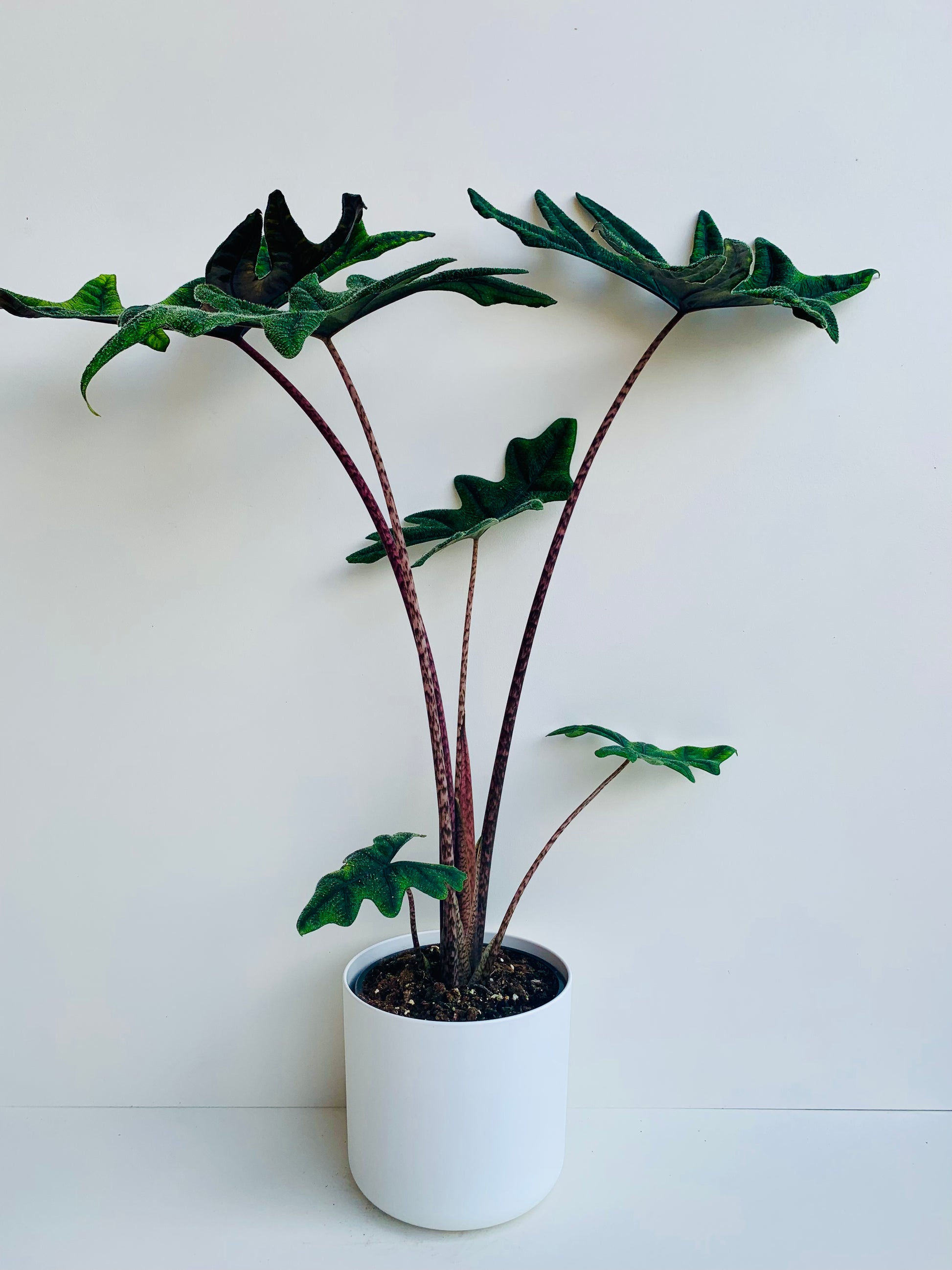 Alocasia Jacklyn 17cm - Urban Lush NZ