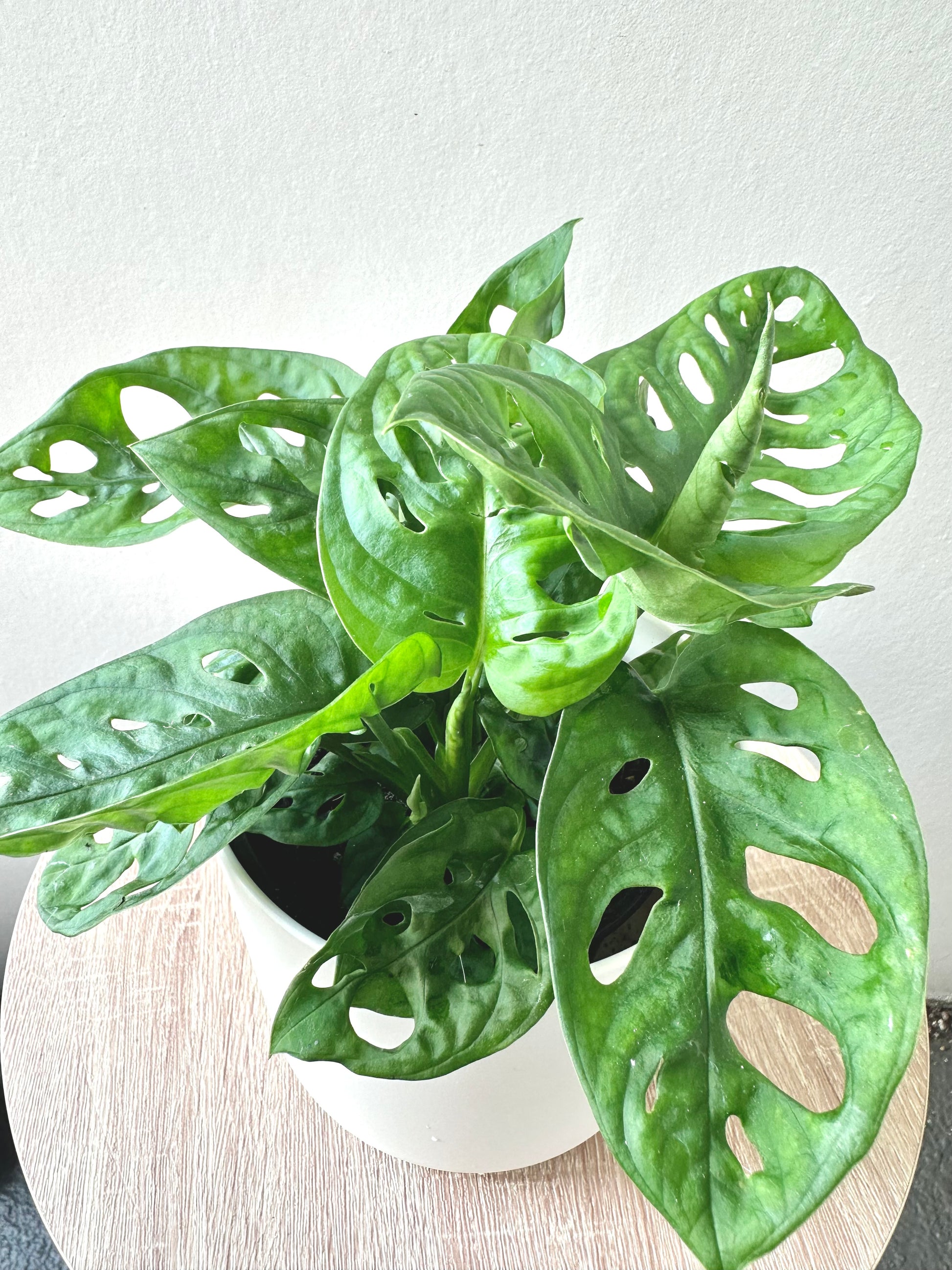 Monstera Monkey Mask 12cm - Urban Lush NZ