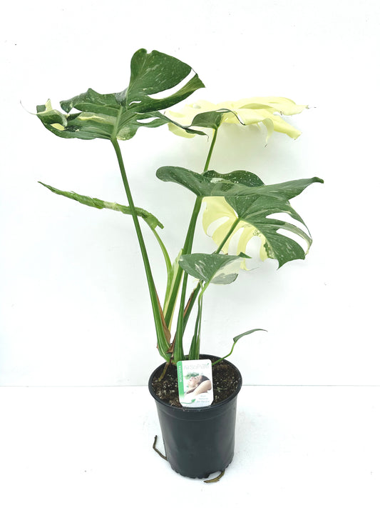 Monstera Thai Constellation 14CM - Urban Lush NZ