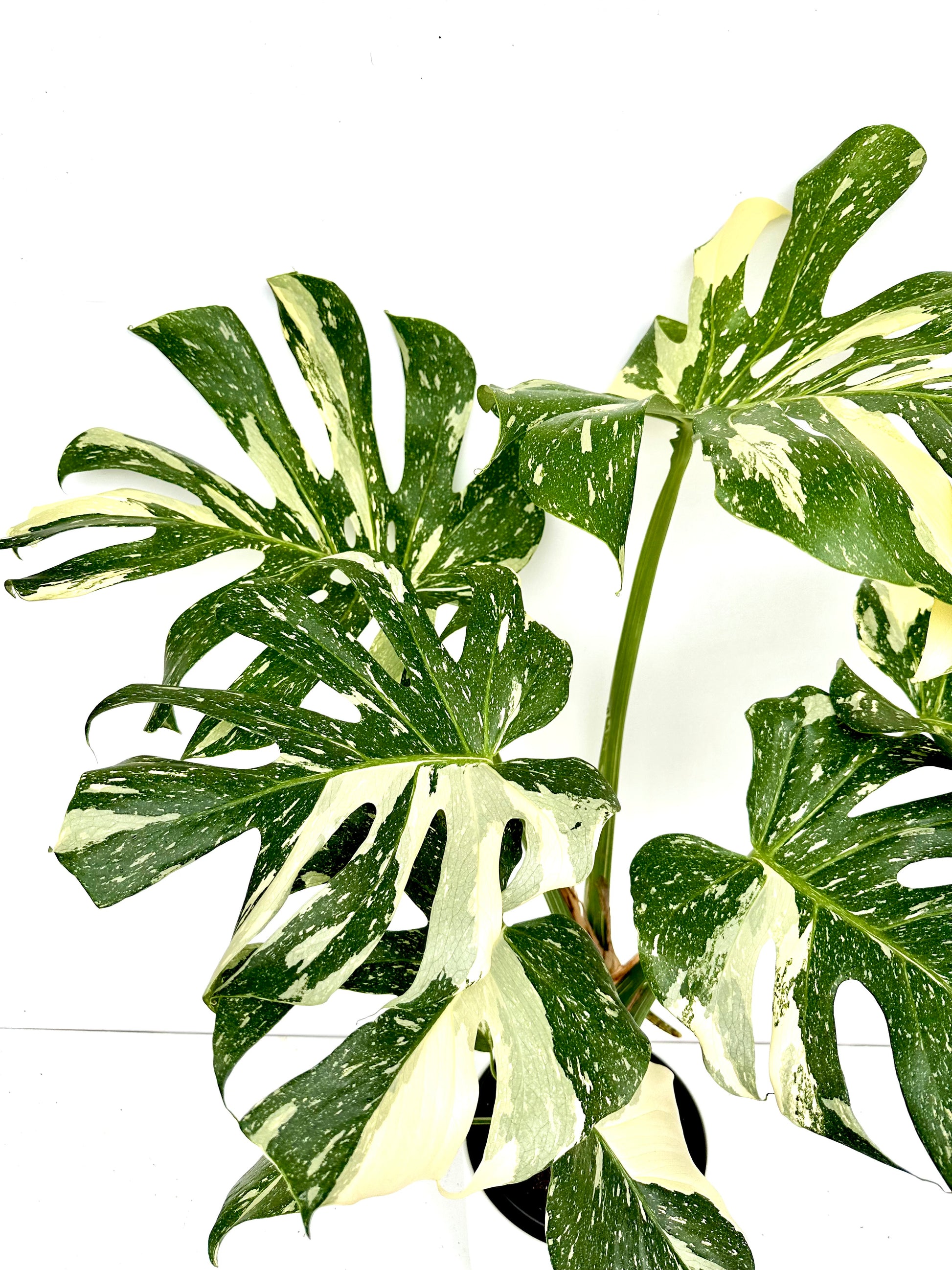 Thai Monstera Deliciosa 17CM - Urban Lush NZ