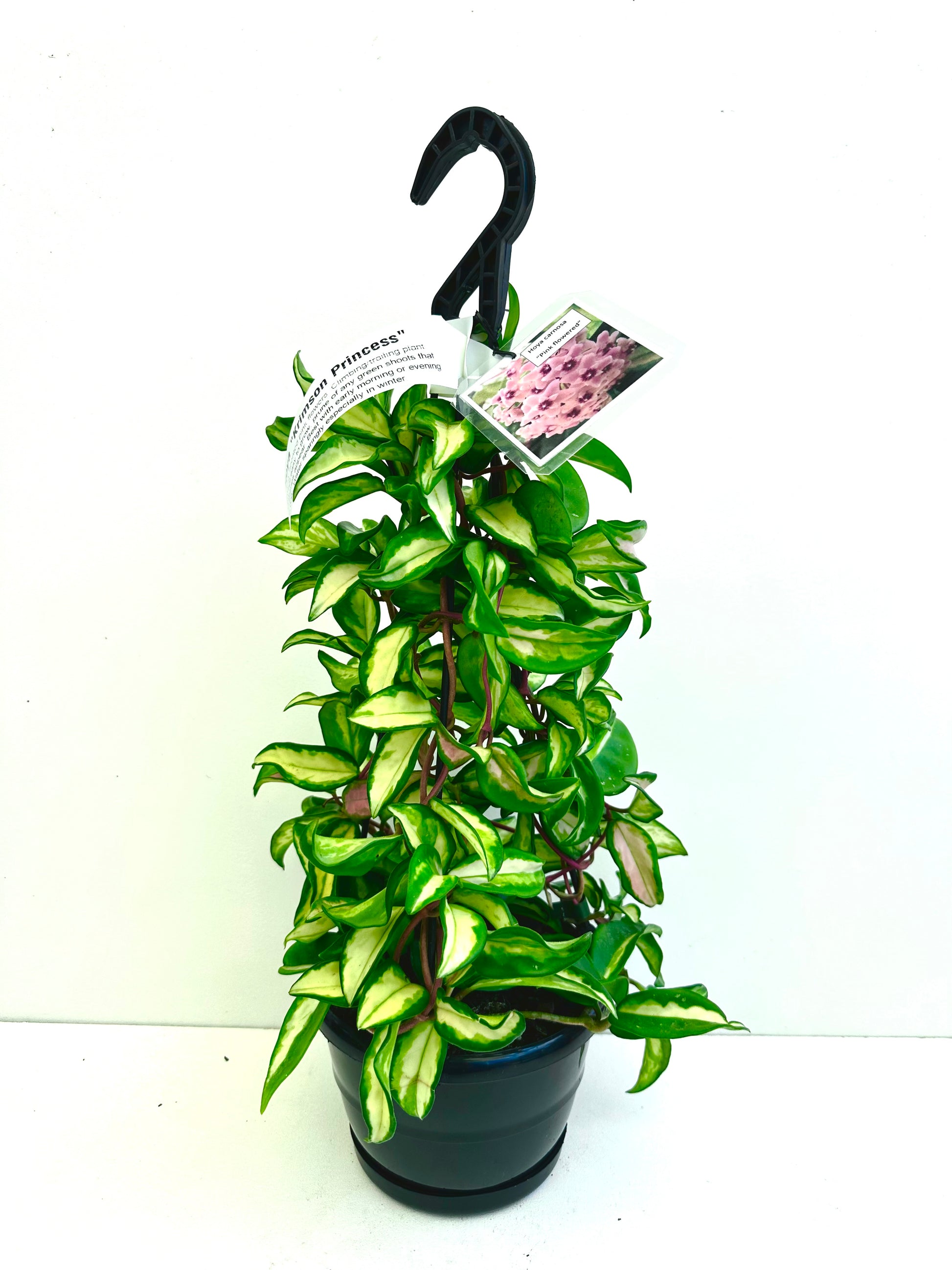 Hoya Krimson Princess in Basket - Urban Lush NZ