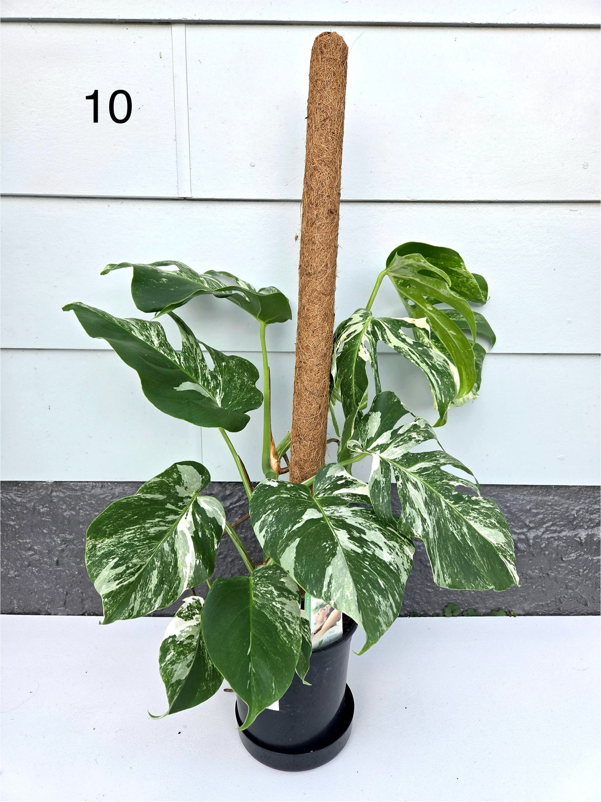 Monstera Deliciosa Albo 17CM - Urban Lush NZ