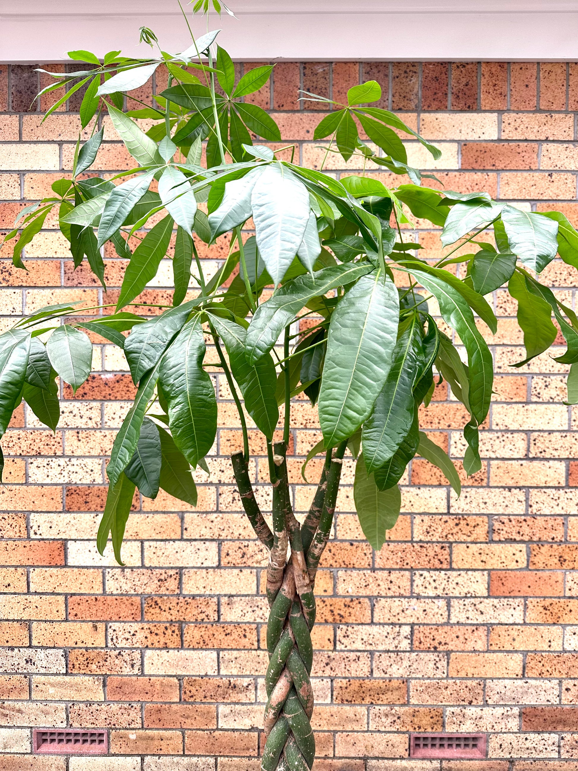 Pachira Braided (Money Tree) Large 8L - Urban Lush NZ