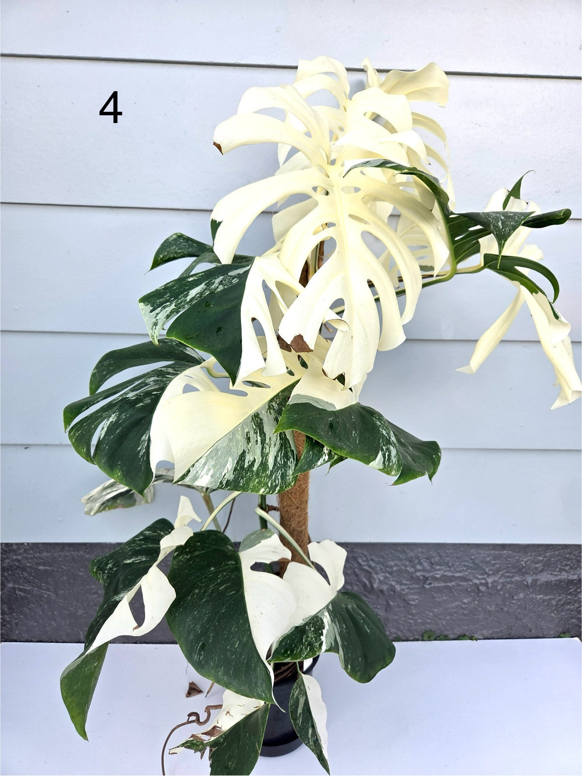 Monstera Deliciosa Albo 17CM - Urban Lush NZ