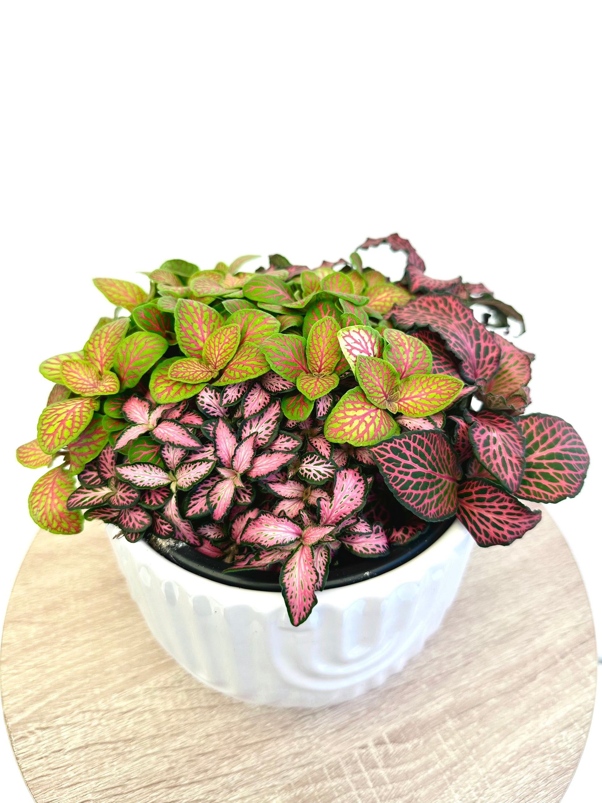 Fittonia Assorted 14CM - Urban Lush NZ