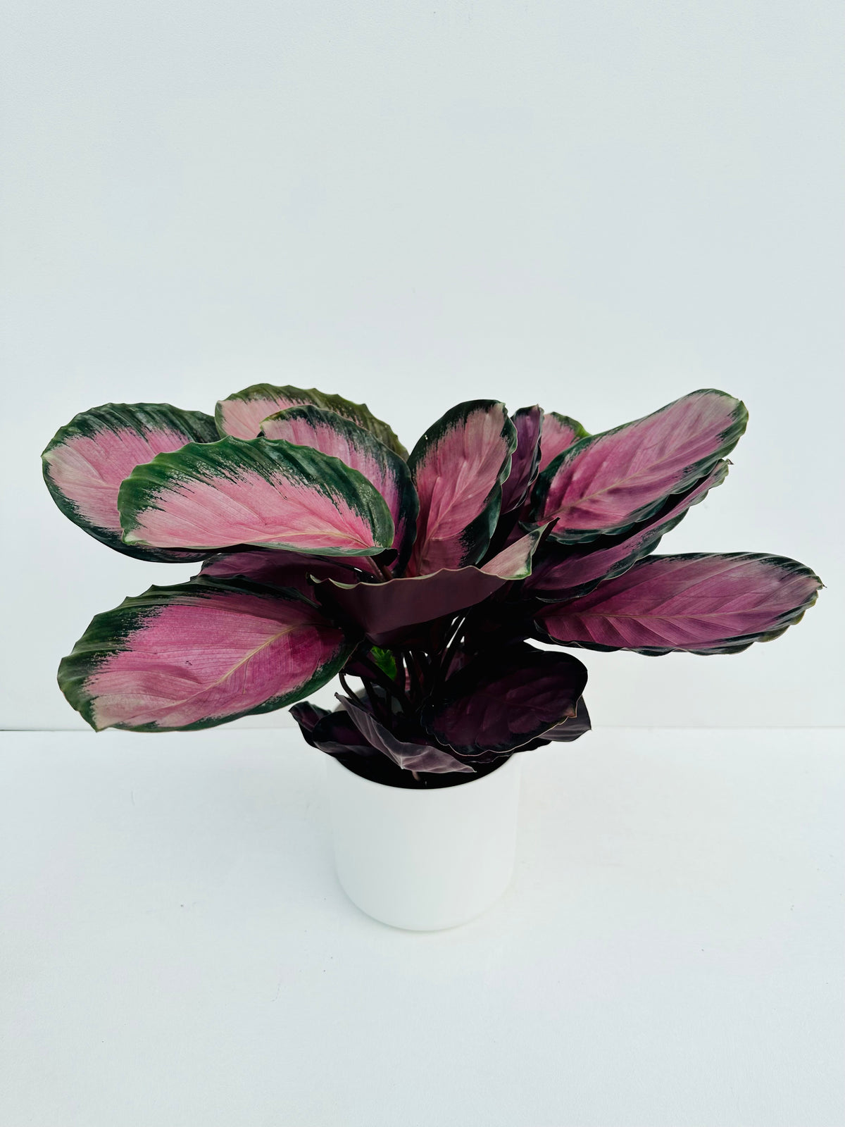 Calathea Rosey 14cm - Urban Lush NZ