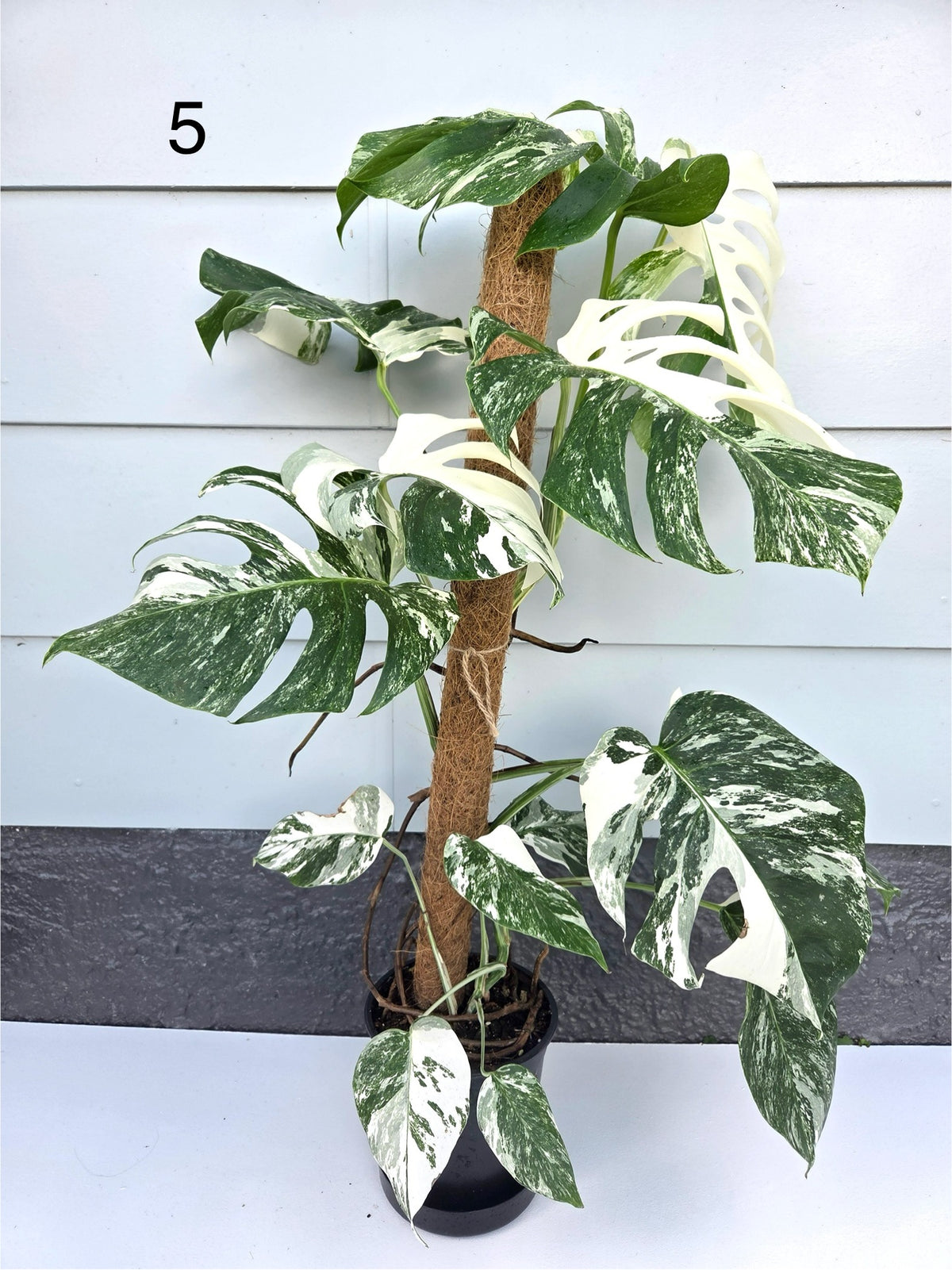 Monstera Deliciosa Albo 17CM - Urban Lush NZ