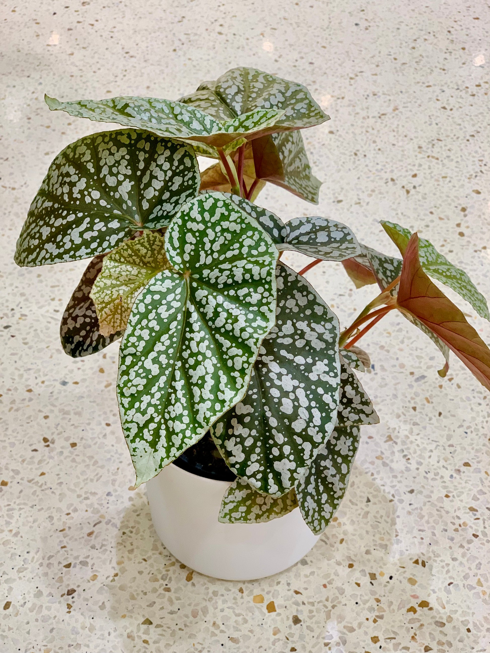 Begonia ‘Snow Capped’ 12cm - Urban Lush NZ