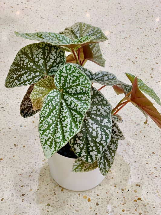 Begonia ‘Snow Capped’ 12cm - Urban Lush NZ
