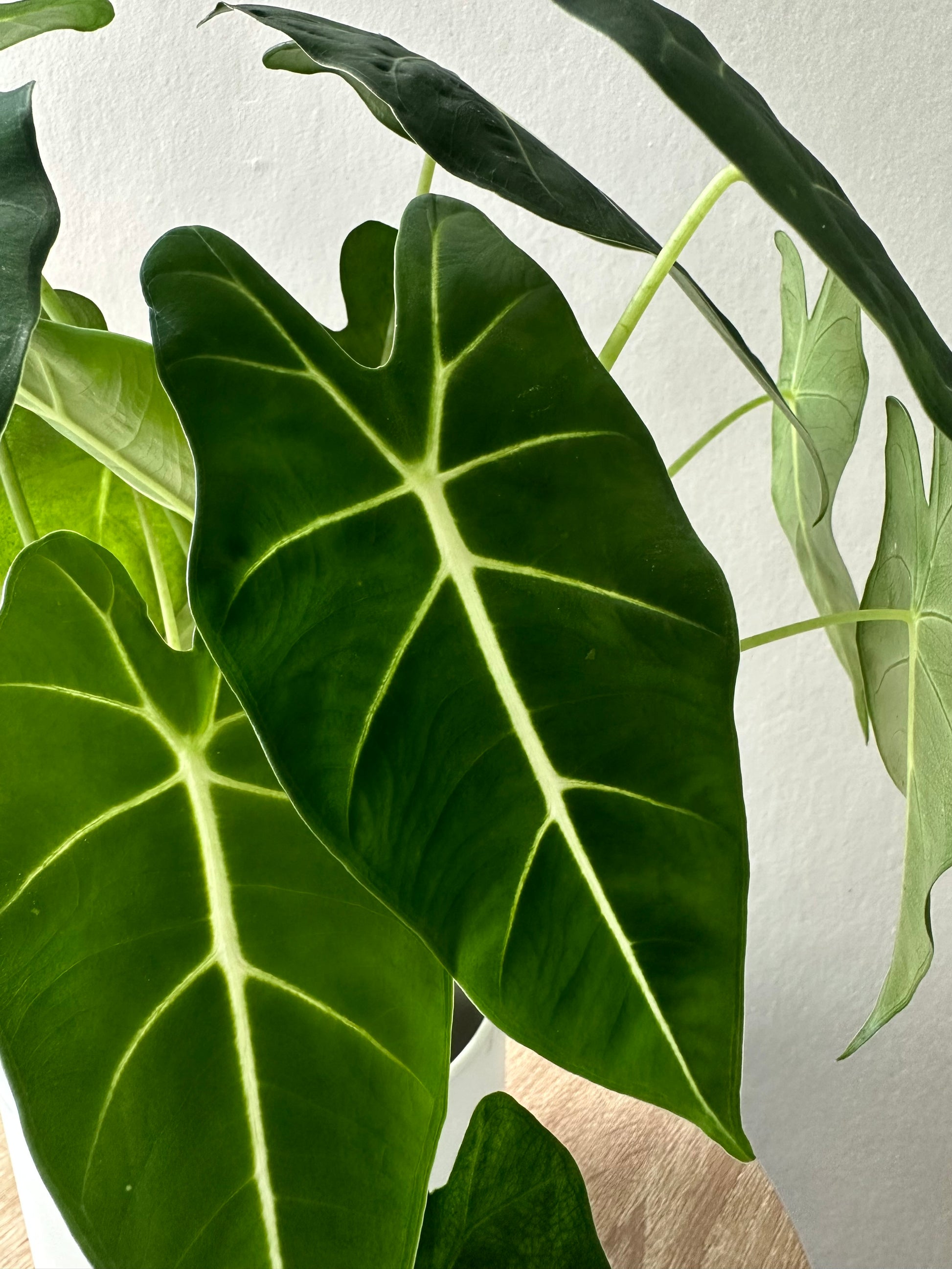 Alocasia Frydek 12cm - Urban Lush NZ