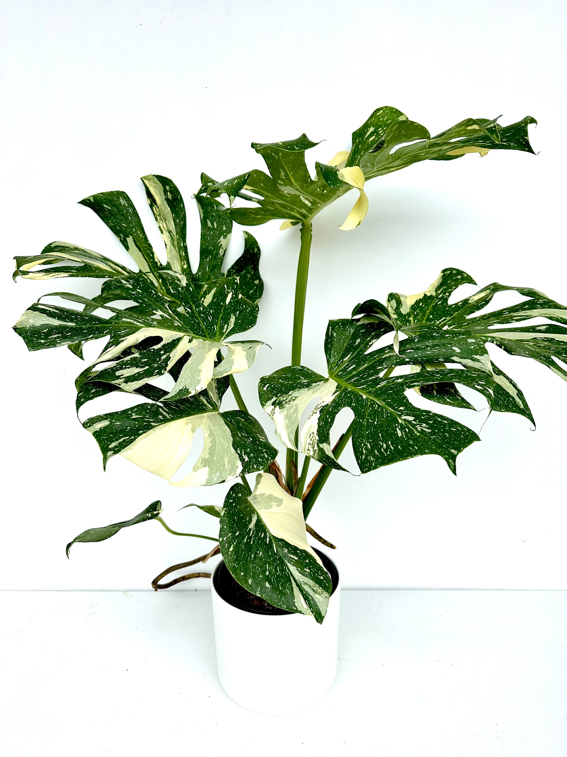 Thai Monstera Deliciosa 17CM - Urban Lush NZ