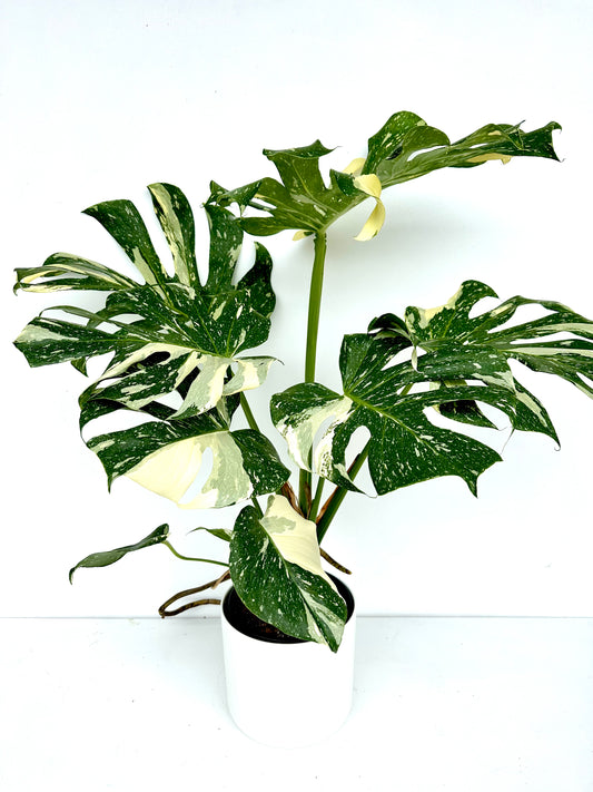 Thai Monstera Deliciosa 17CM