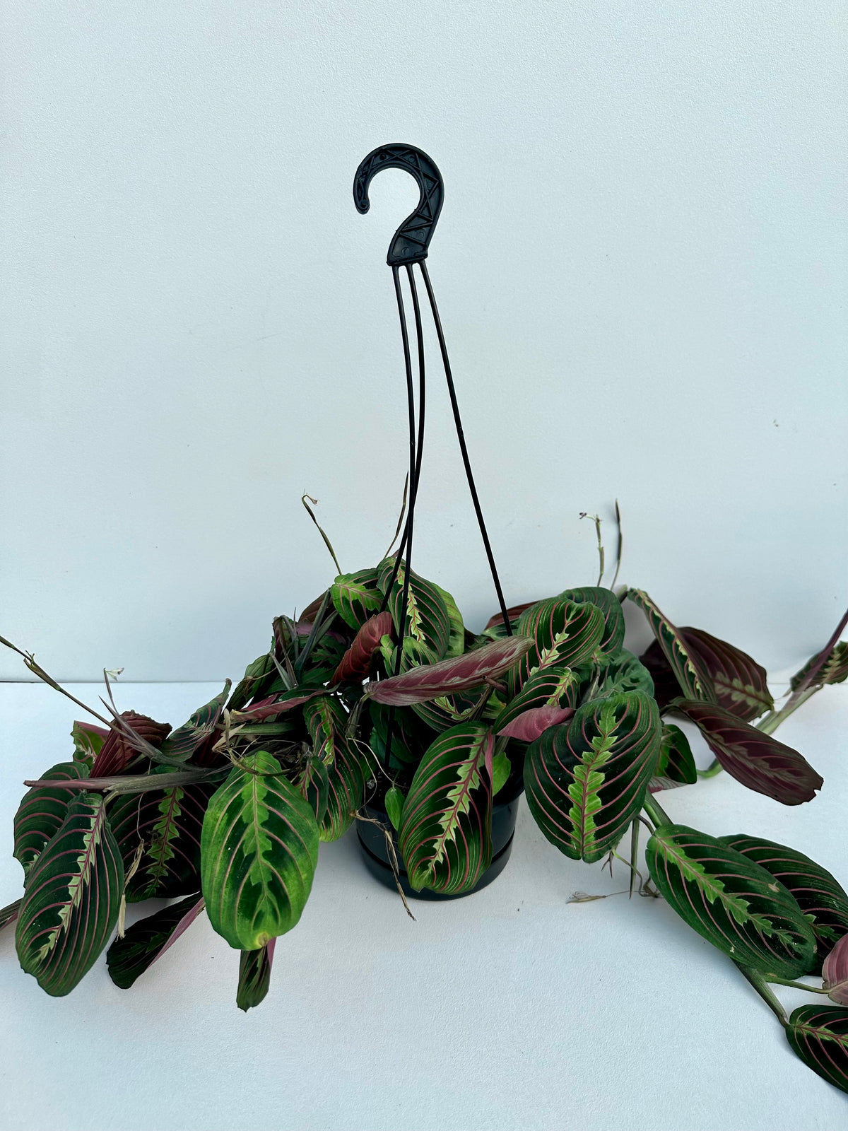 Maranta Facinator 12cm - Urban Lush NZ