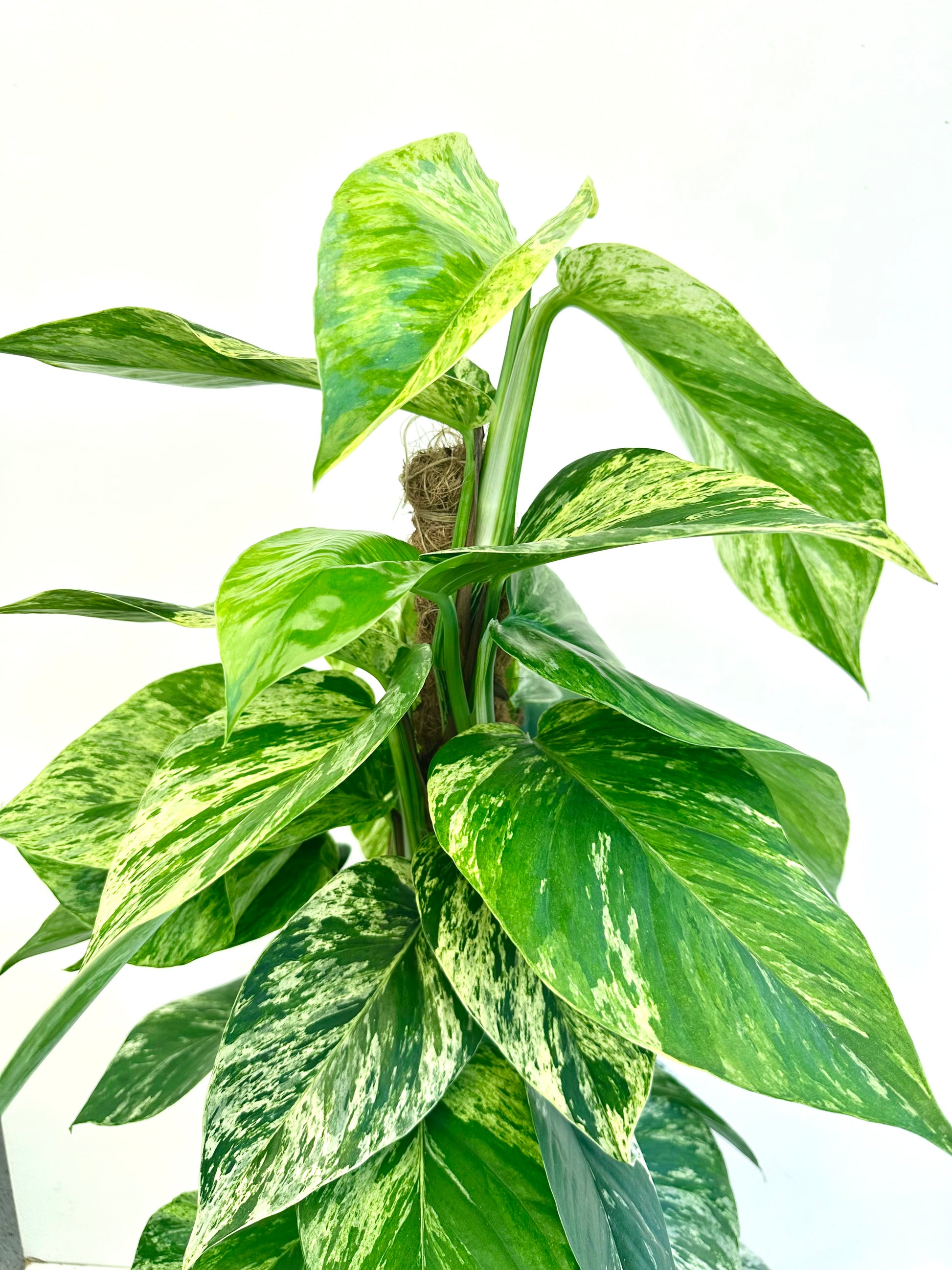 Epipremnum ‘Marble Queen’ on Pole 18CM - Urban Lush NZ