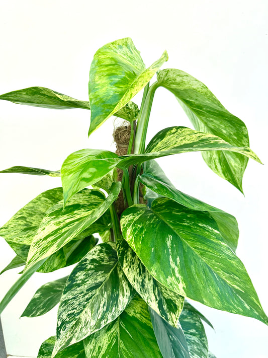 Epipremnum ‘Marble Queen’ on Pole 18CM - Urban Lush NZ