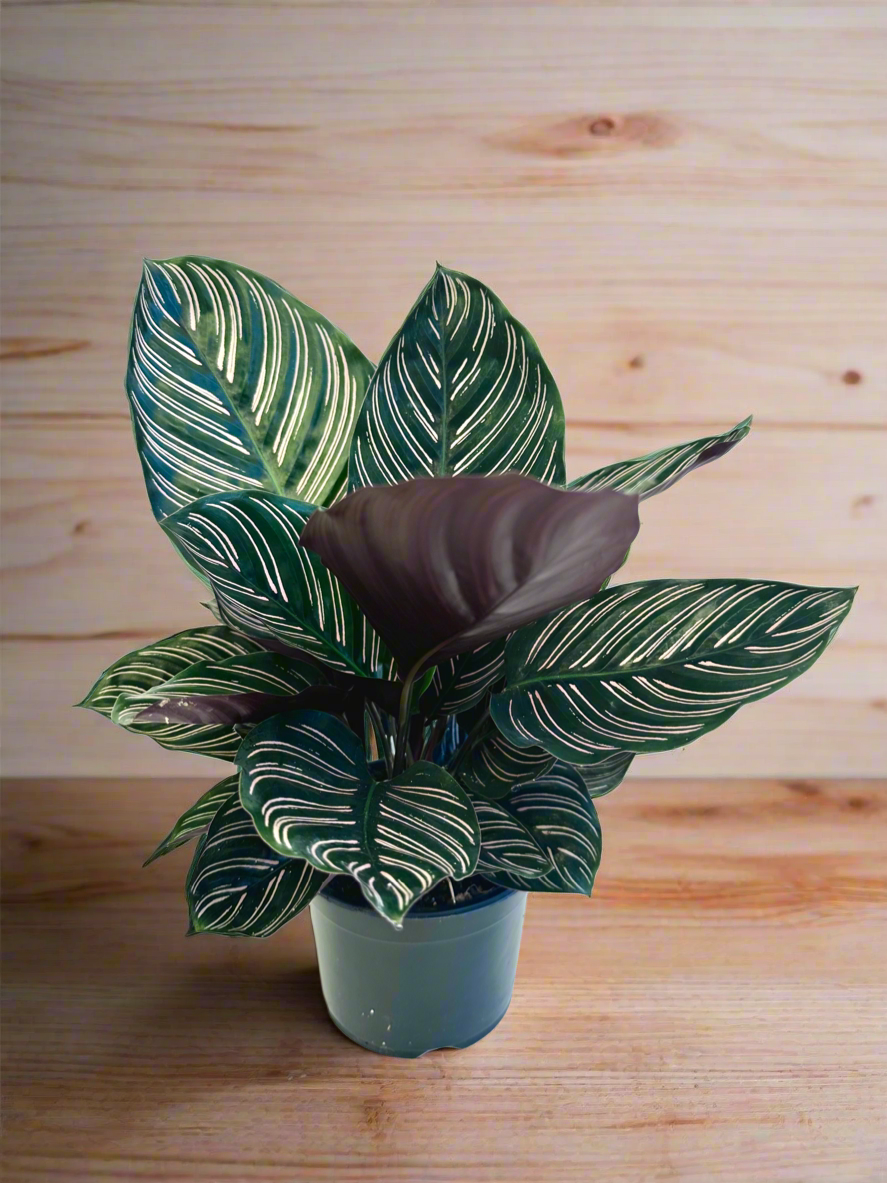 Calathea Ornata 14CM - Urban Lush NZ