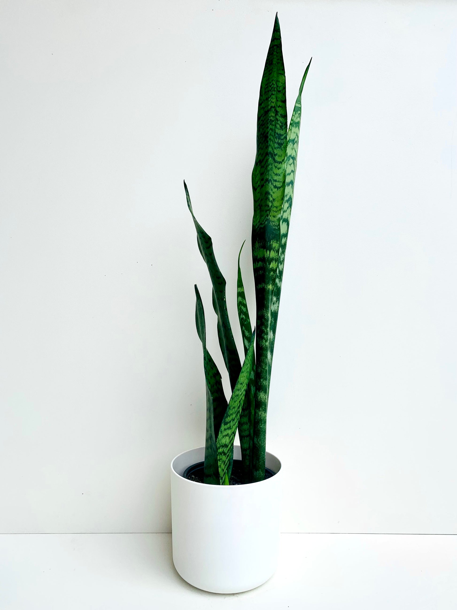 Sansevieria Black Coral (Snake Plant) 1.3L - 1.5L - Urban Lush NZ