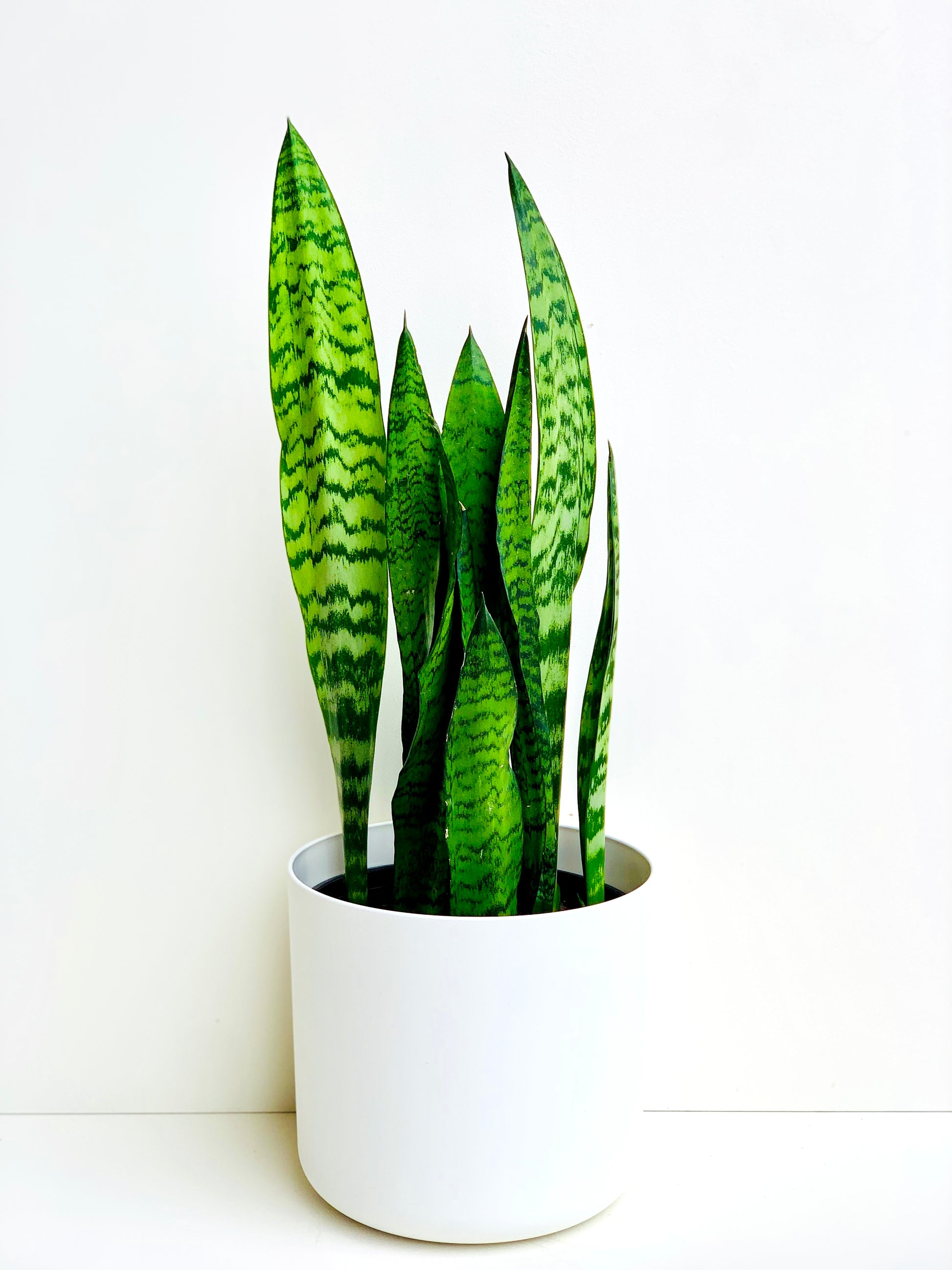sansevieria nz Snake Plant | Sansevieria Black Coral 4.5L