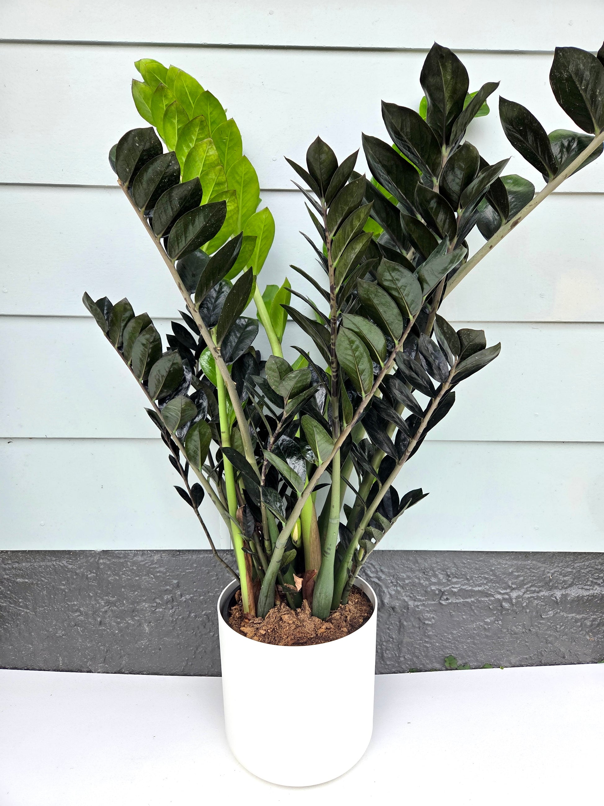 ZZ Plant - Zamioculcas Zamiifolia Black Knight 23CM - Urban Lush NZ