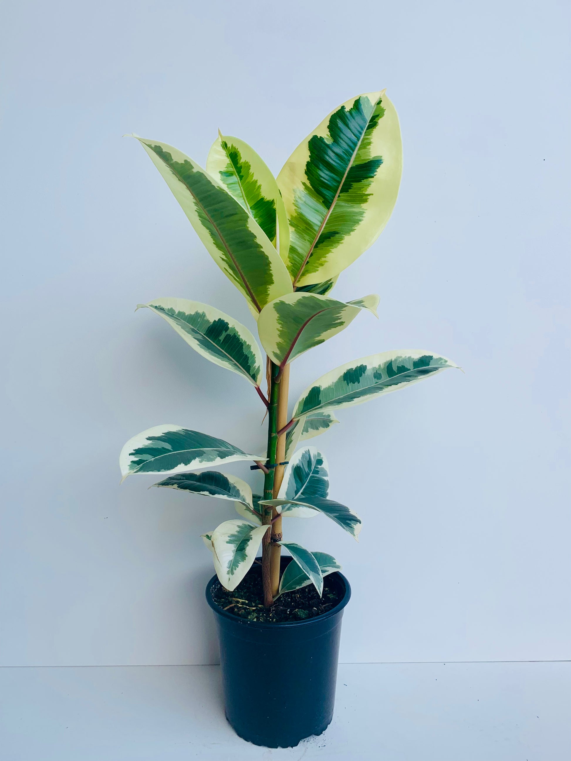 Ficus Elastica Tineke 17cm - Urban Lush NZ