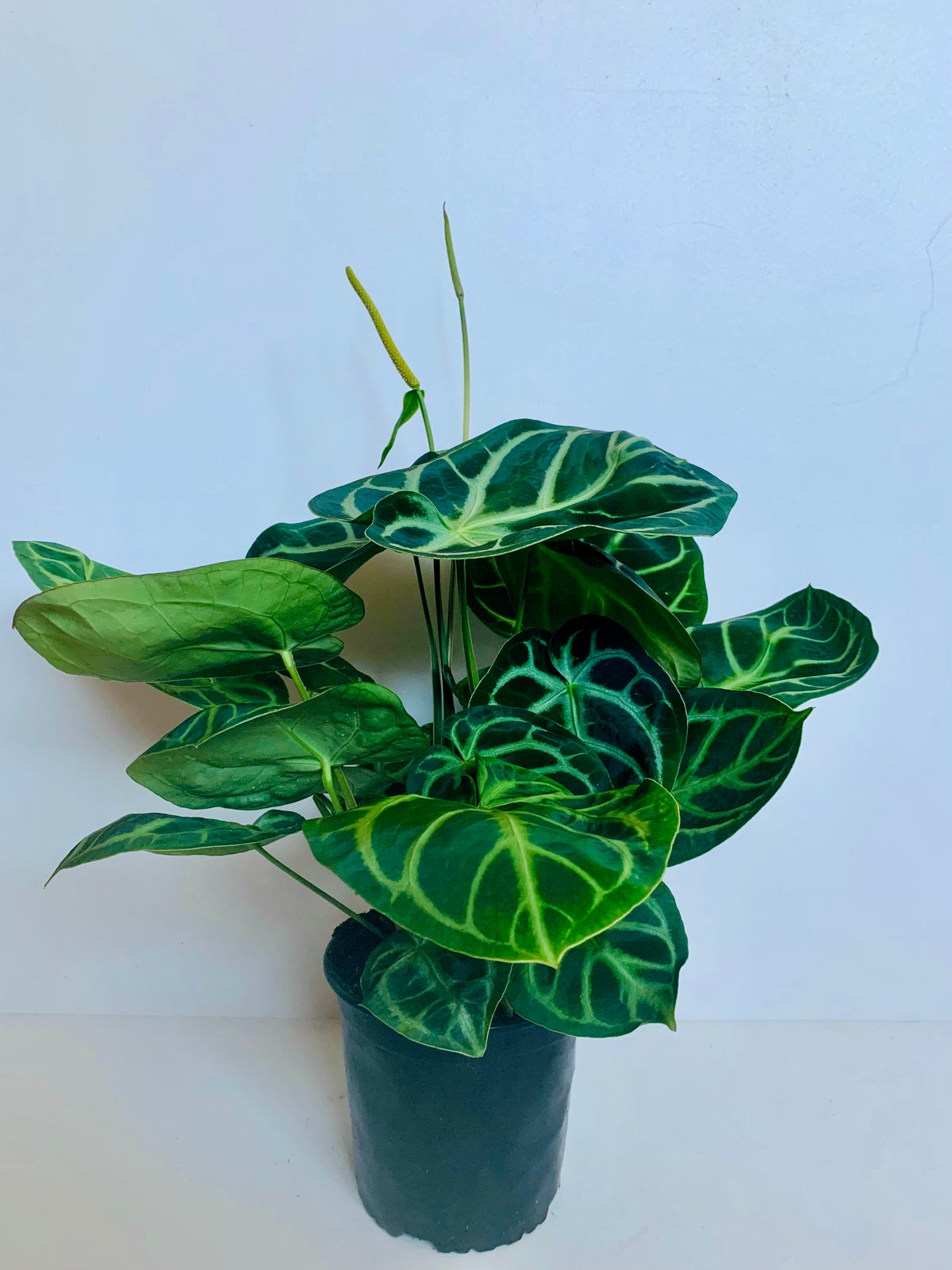 Anthurium Crystallinum 17cm - Urban Lush NZ