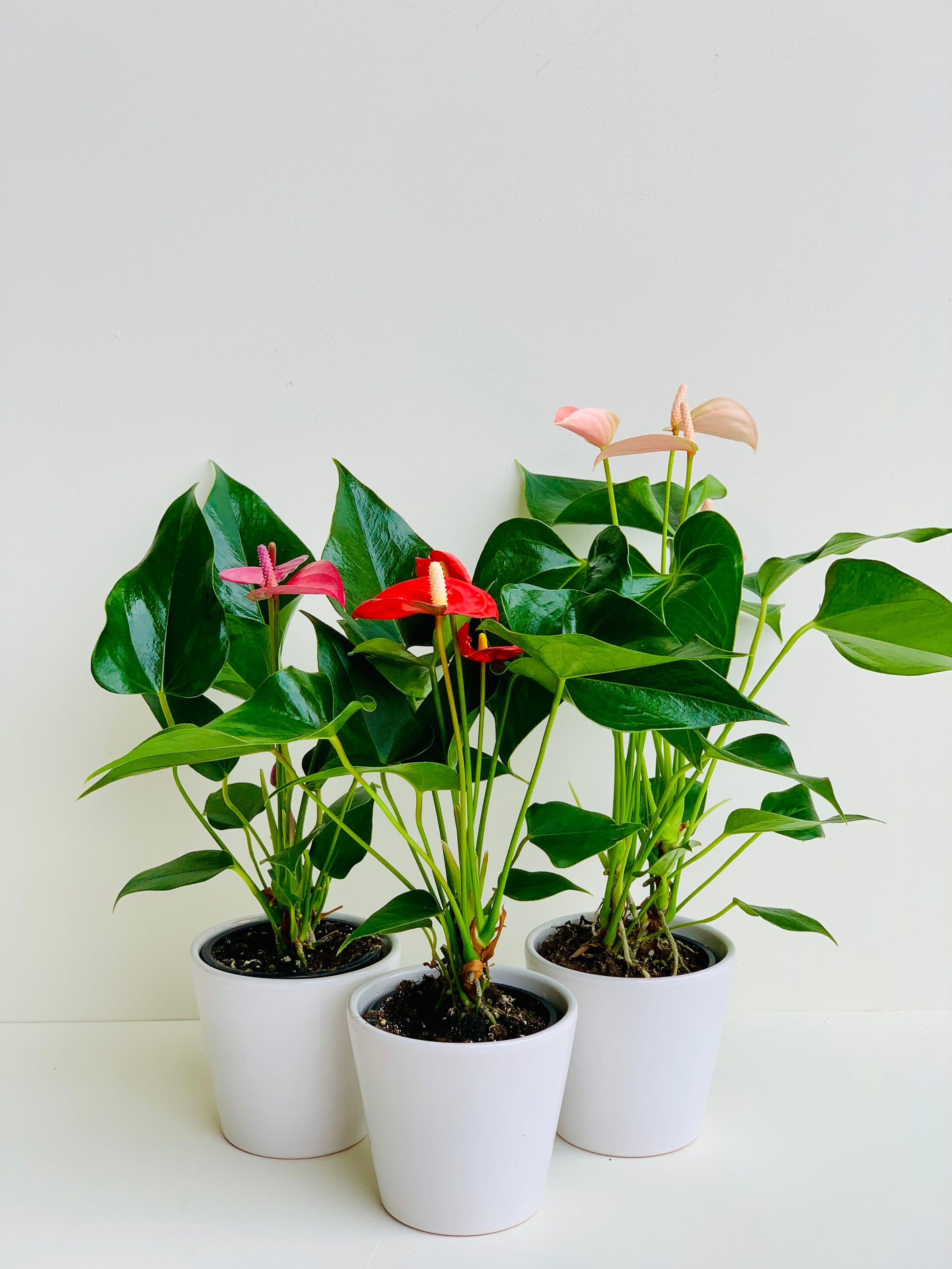 Anthurium Assorted Ceramic in 9cm - Urban Lush NZ