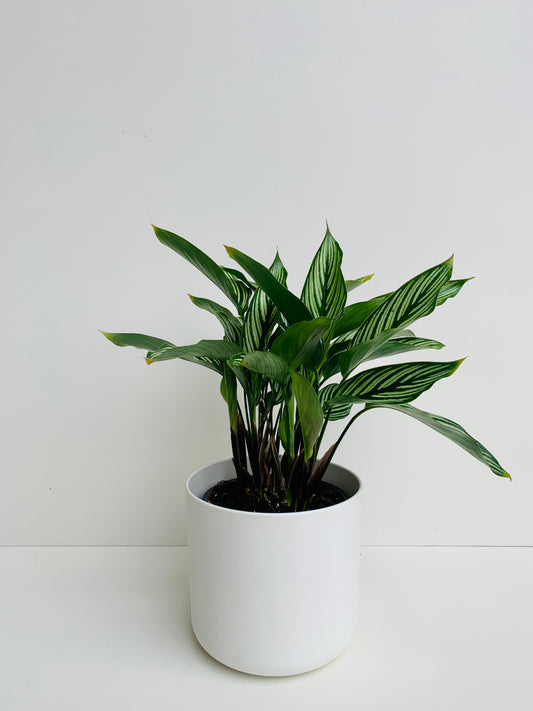 Calathea Vittata 12cm - Urban Lush NZ
