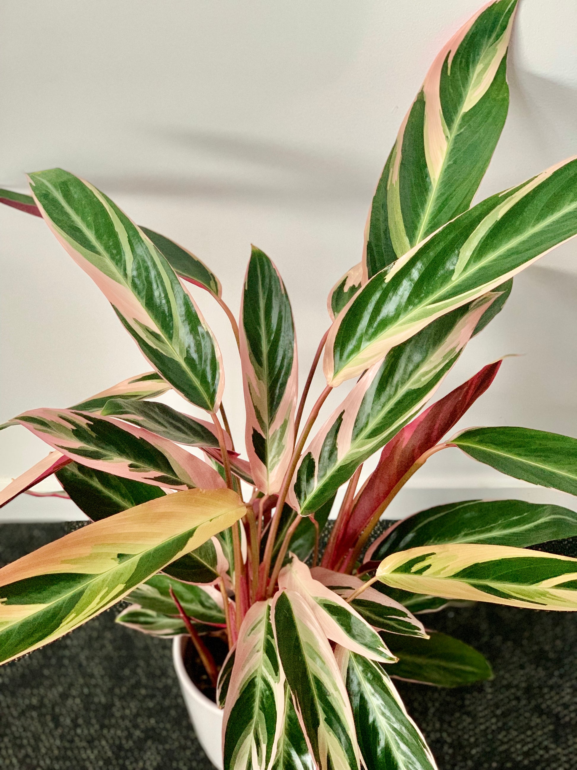 Stromanthe Triostar 14cm - Urban Lush NZ