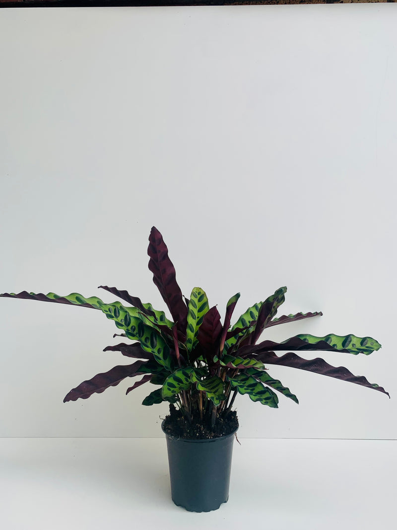 Calathea Insignis 12cm - Urban Lush NZ