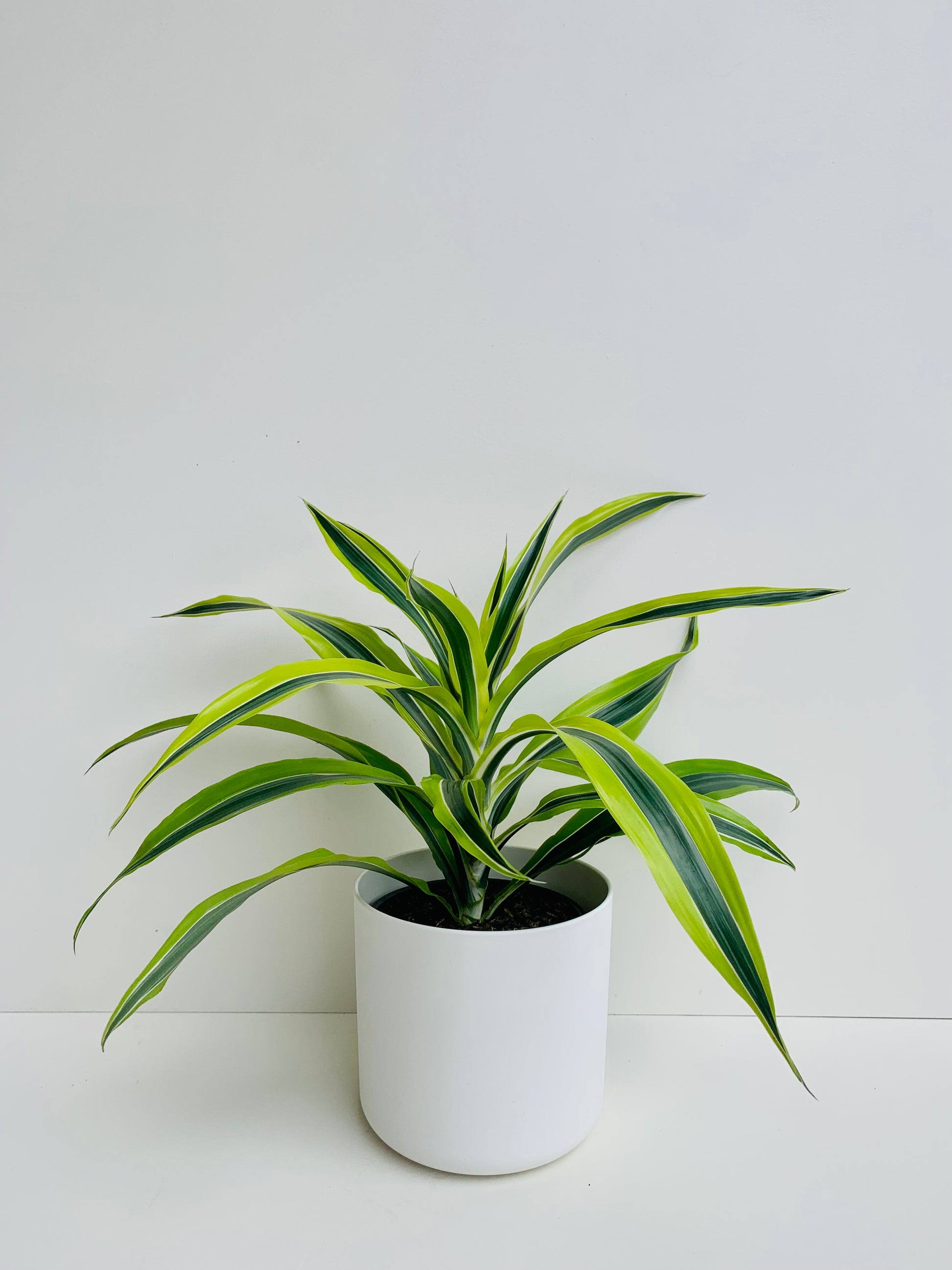 Dracaena Green Stripe 15cm - Urban Lush NZ