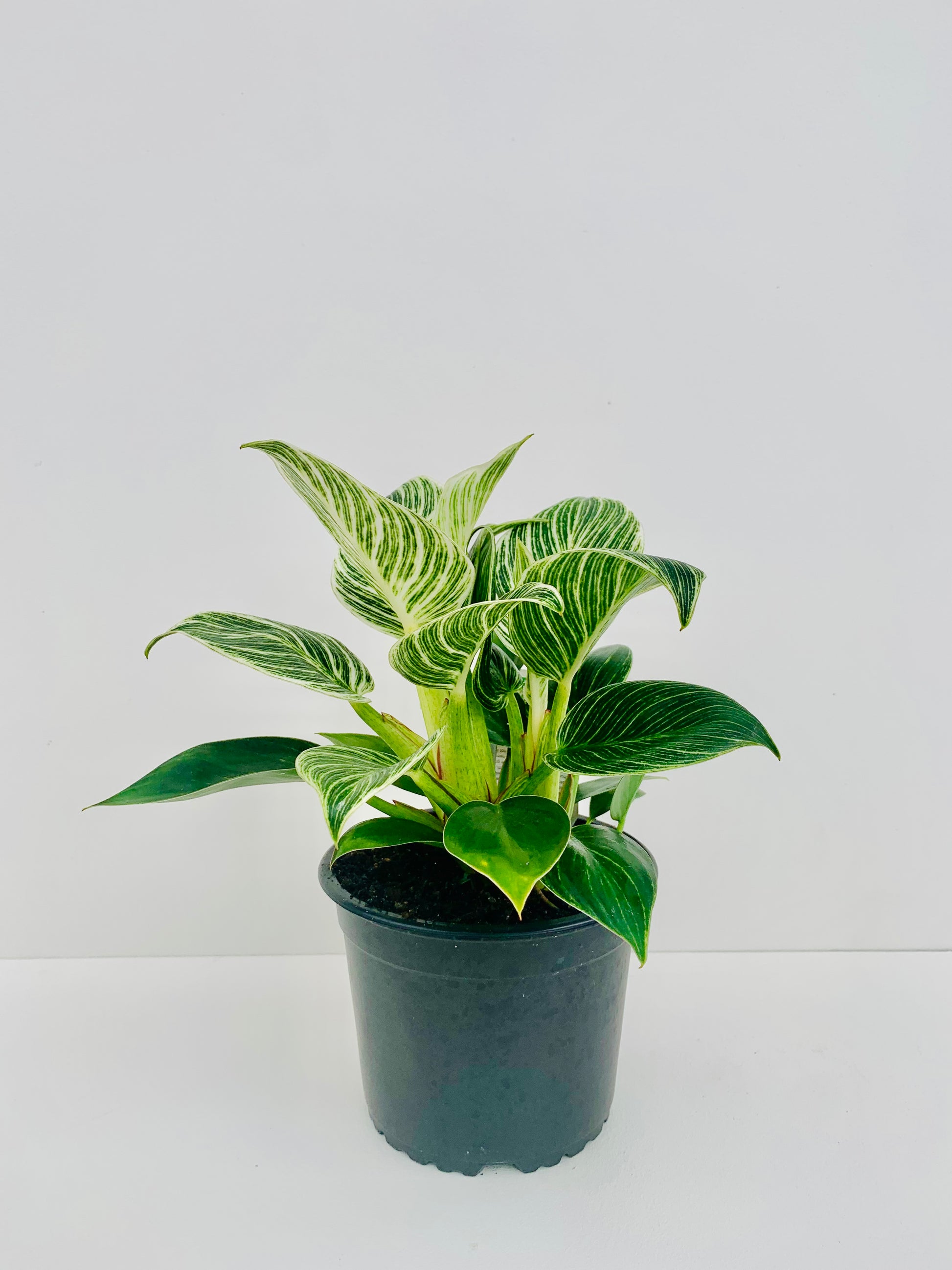 Philodendron Birkin 12cm - Urban Lush NZ