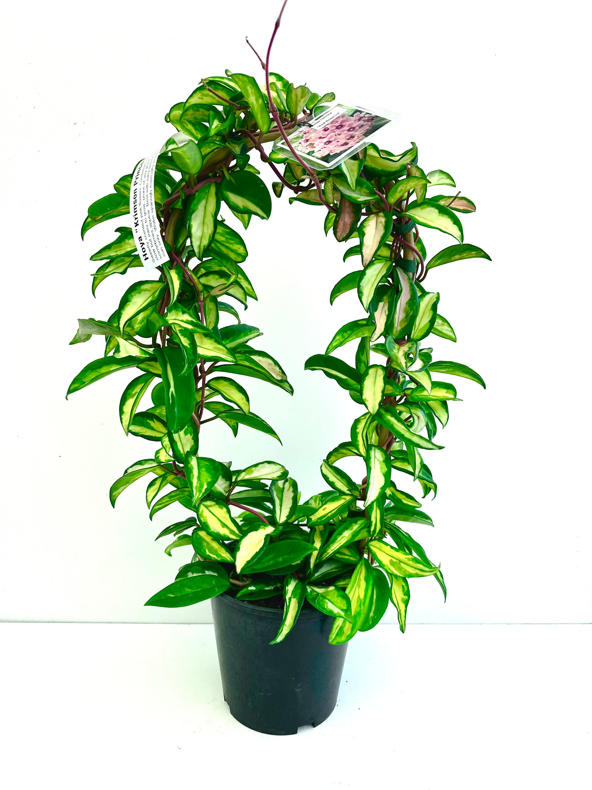 Hoya Krimson Princess In Hoop - Urban Lush NZ