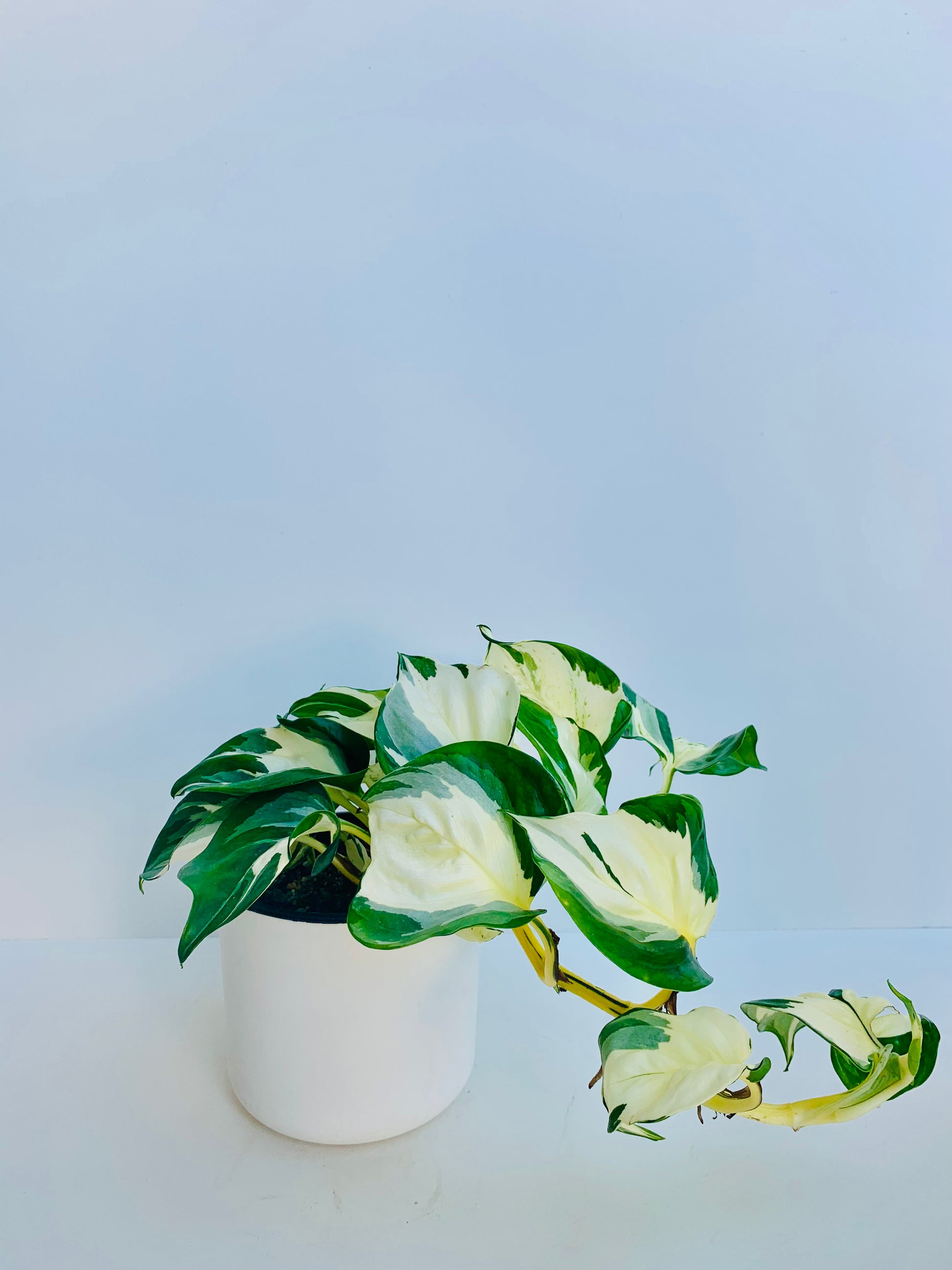 manjula pothos home depot Manjula Pothos | Epipremnum Aureum Manjula Pothos 14CM