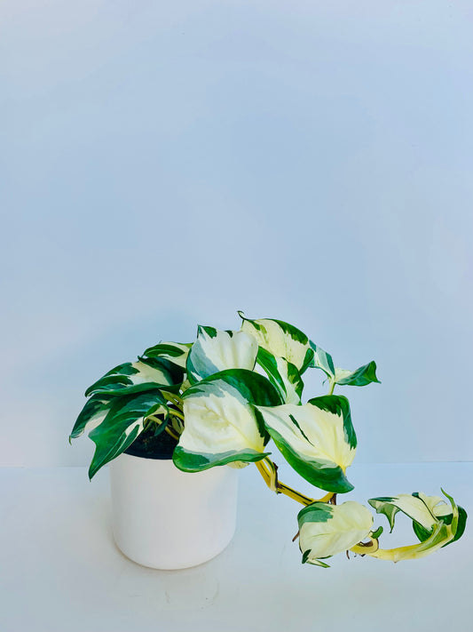 Epipremnum Aureum Manjula Pothos 14cm - Urban Lush NZ