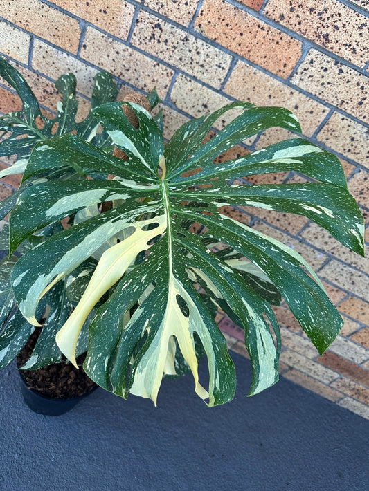 Monstera Thai Constellation 23CM