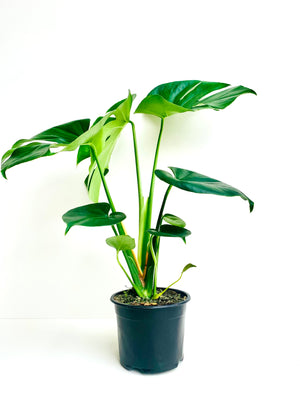 Monstera Deliciosa 14cm - Urban Lush NZ