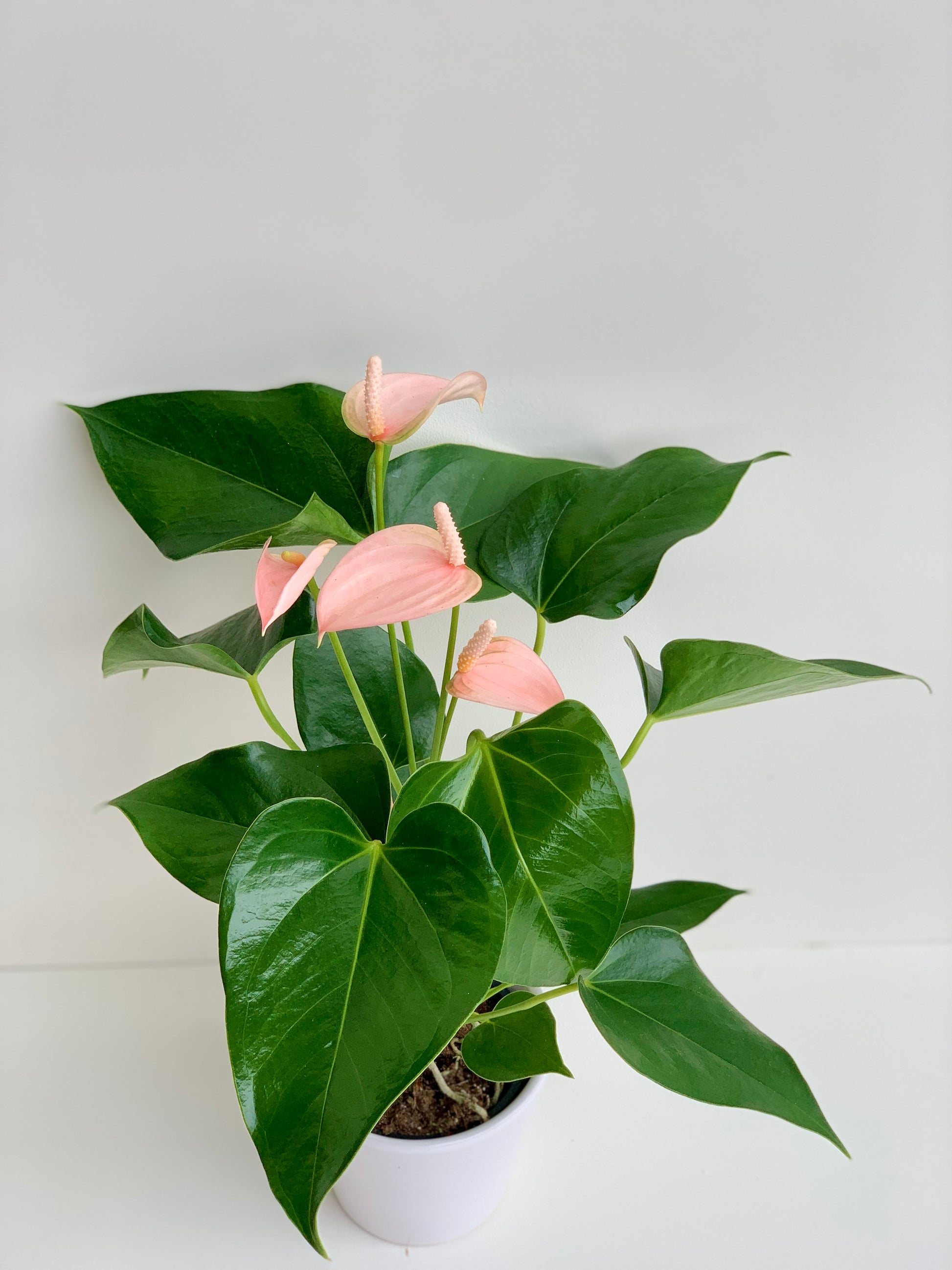 Anthurium Assorted Ceramic in 9cm - Urban Lush NZ