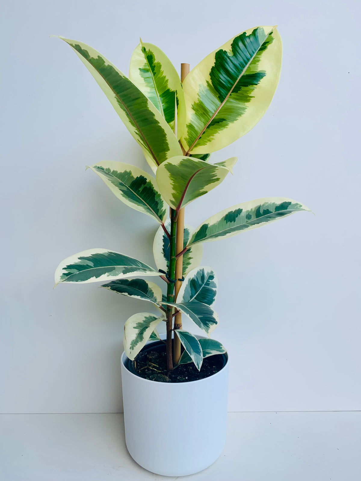 Ficus Elastica Tineke 17cm - Urban Lush NZ