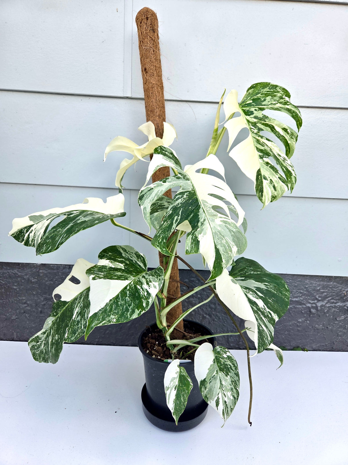 Monstera Deliciosa Albo 17CM - Urban Lush NZ