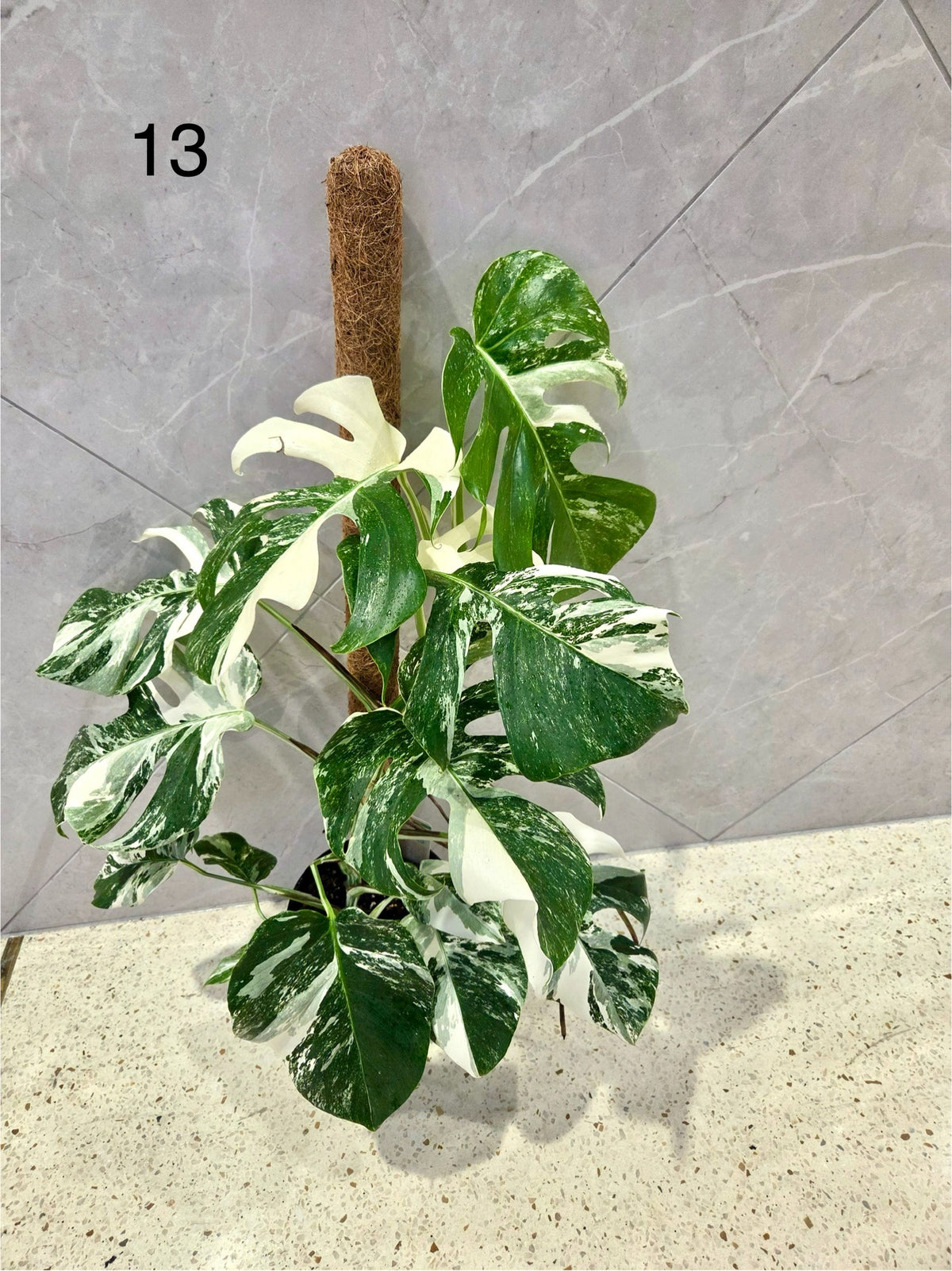 Monstera Deliciosa Albo 17CM - Urban Lush NZ