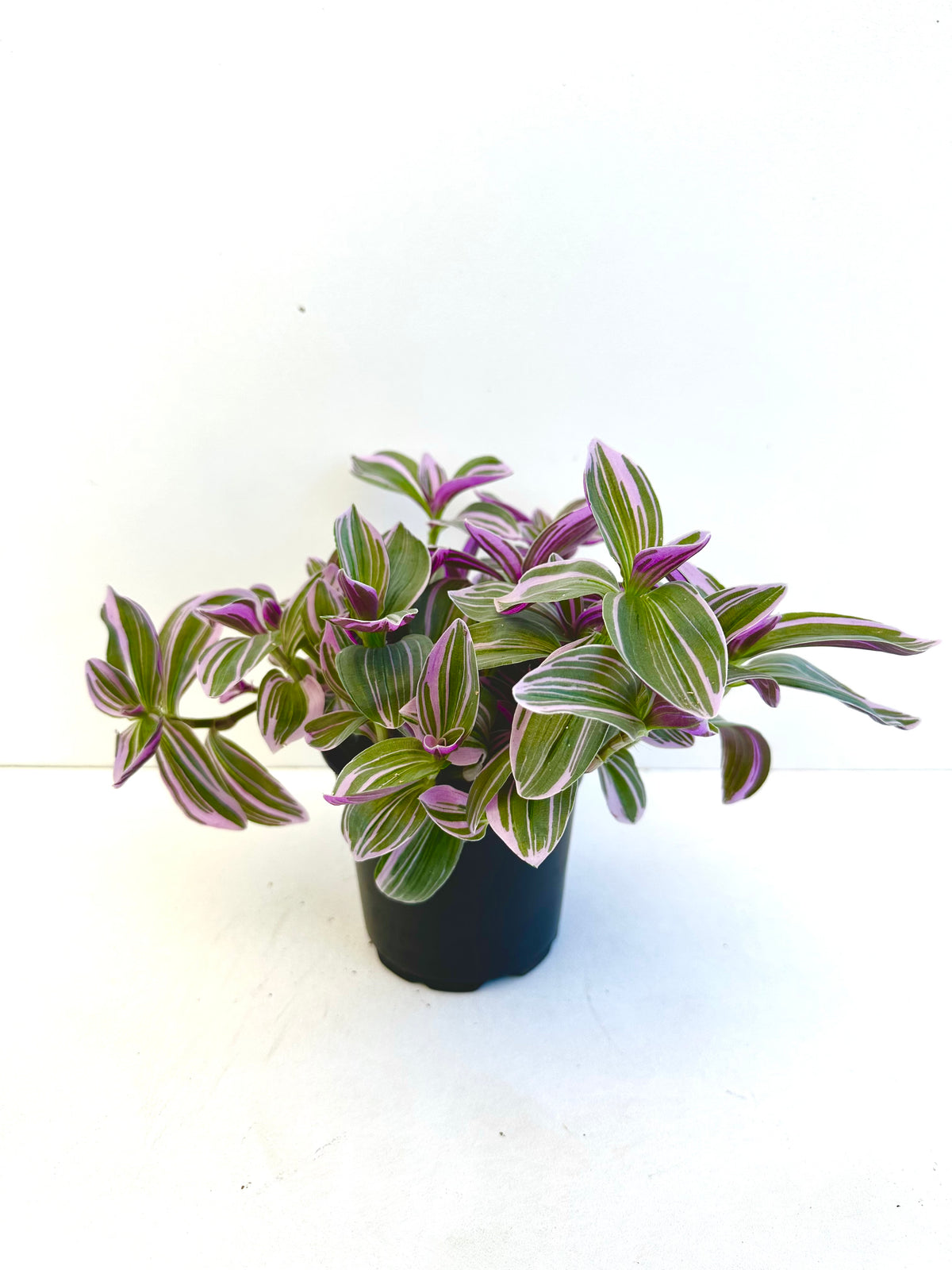 Tradescantia Sweetness 12CM