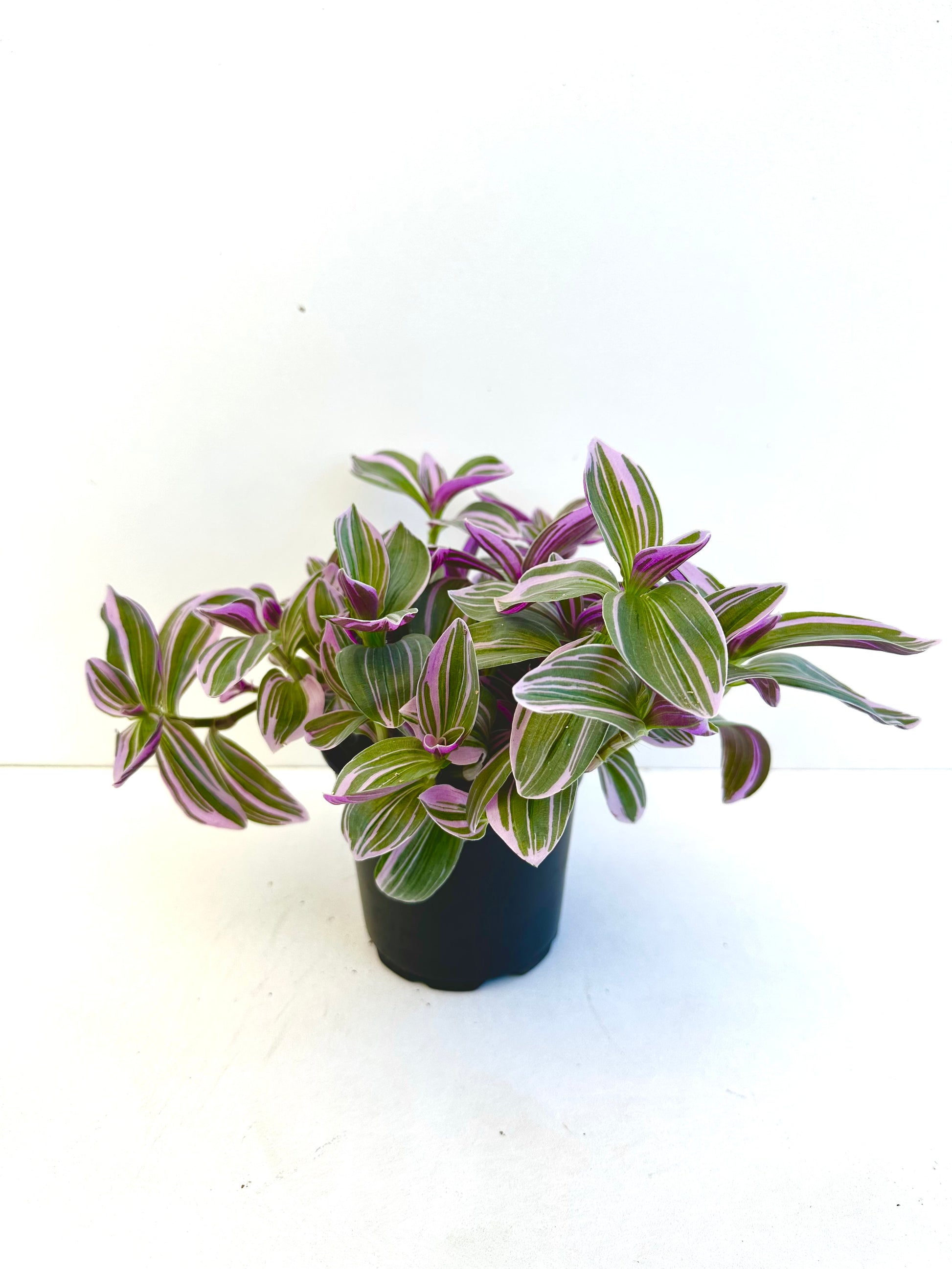 Tradescantia Sweetness 12CM - Urban Lush NZ