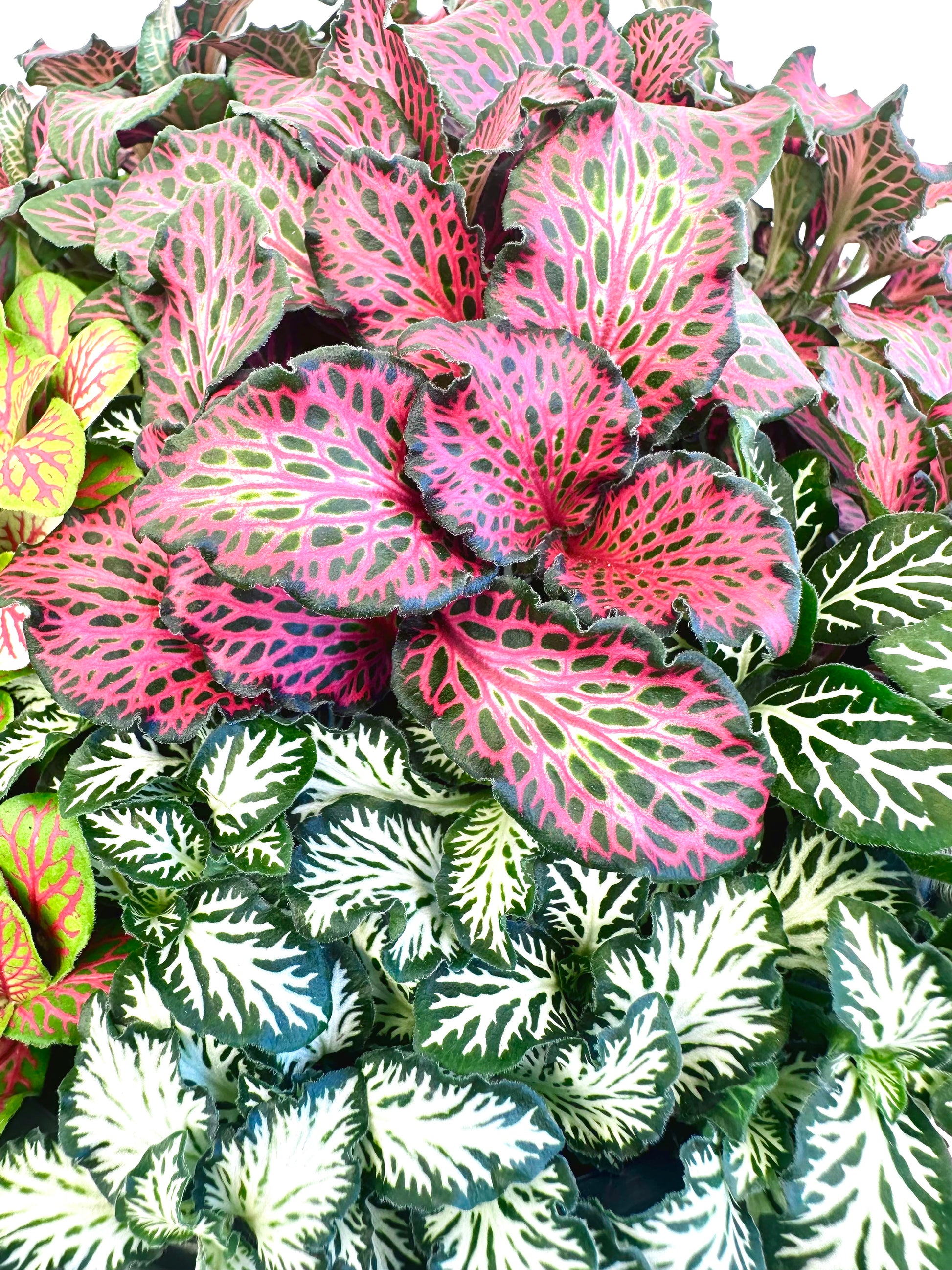 Fittonia Assorted 14CM - Urban Lush NZ