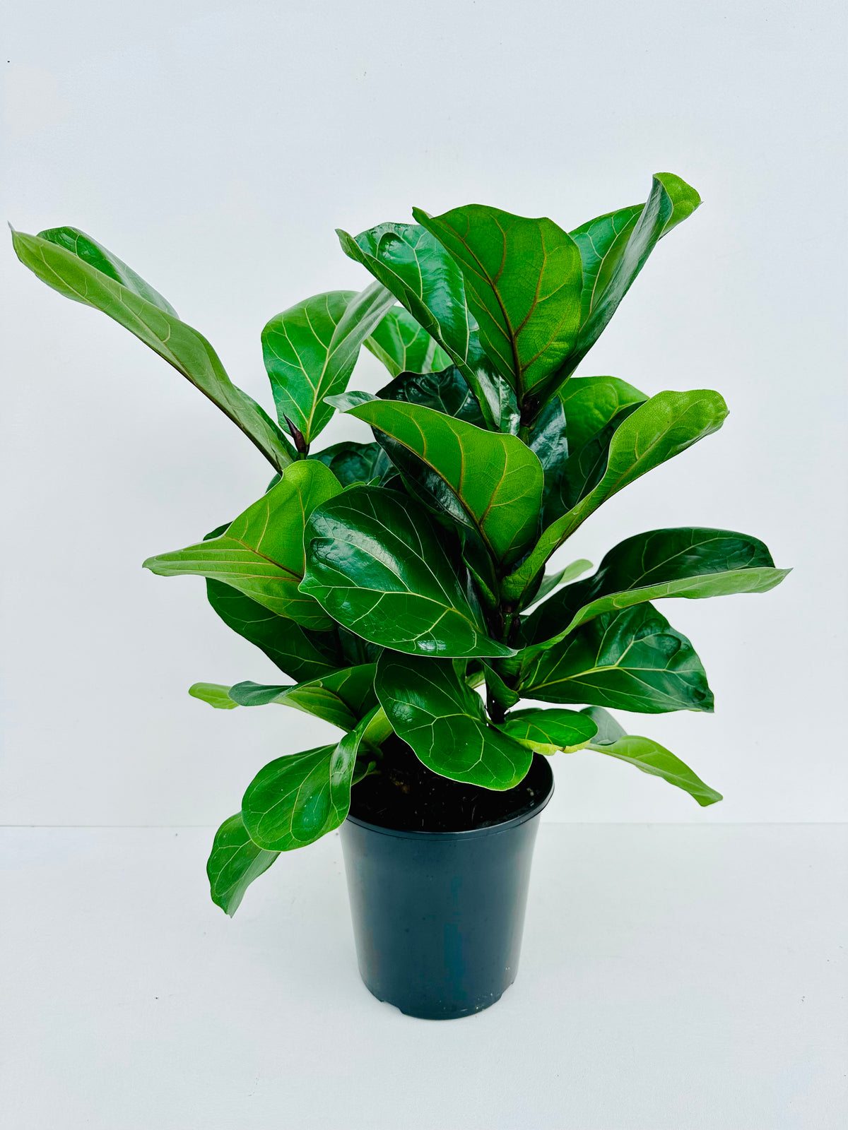 Ficus Bambino Multi Planted 17cm - Urban Lush NZ