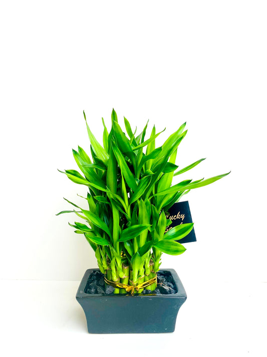 Lucky Bamboo Tower - Urban Lush NZ