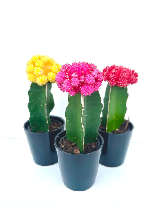 Grafted Cactus in Ceramics - Urban Lush NZ